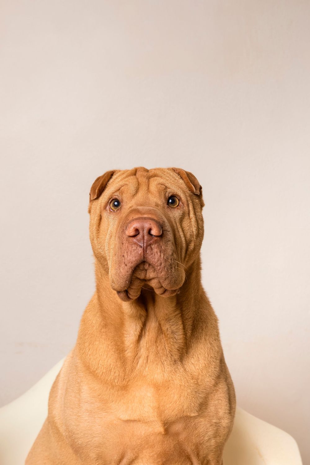 Shar Pei dog with wrinkled golden-brown fur poses for portrait against neutral background.