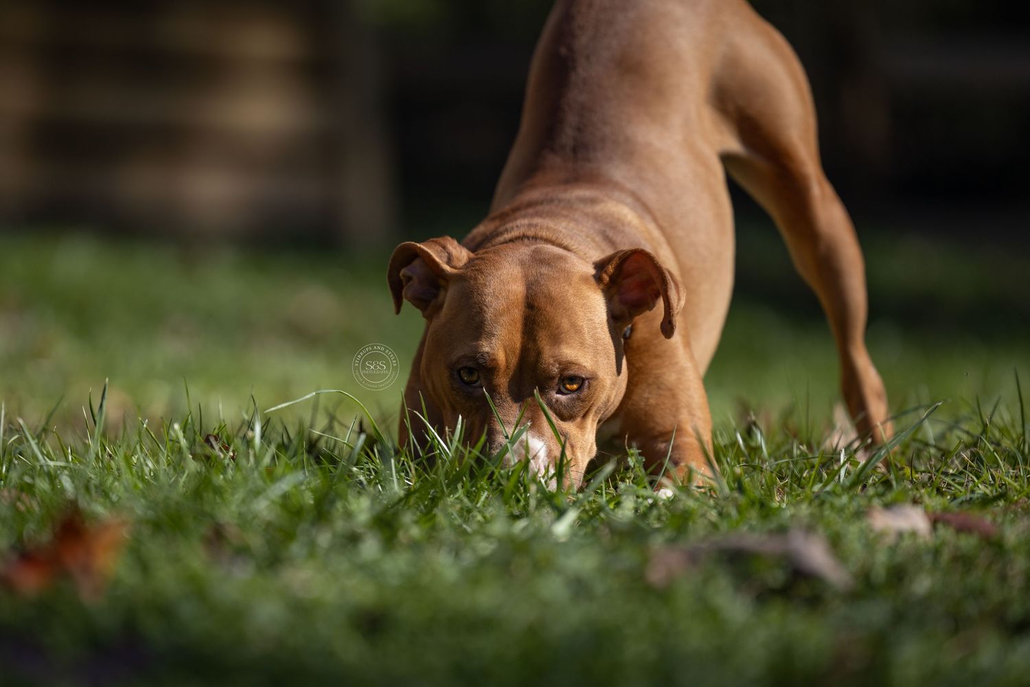 Pit bull laying down looking up at camera