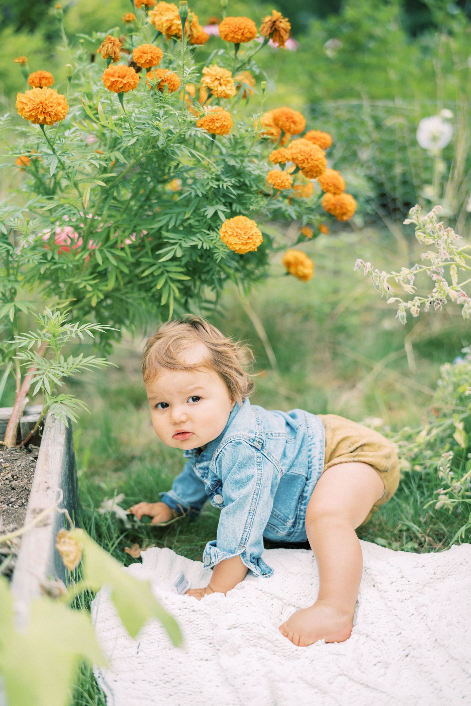 Toddler in denim jacket crawls on white surface near orange marigold flowers.