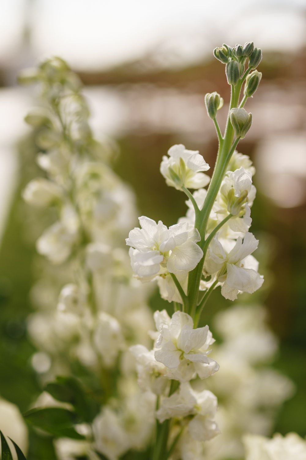 A delicate white larkspur flower stem blooms with multiple ruffled petals against a soft blurred background.