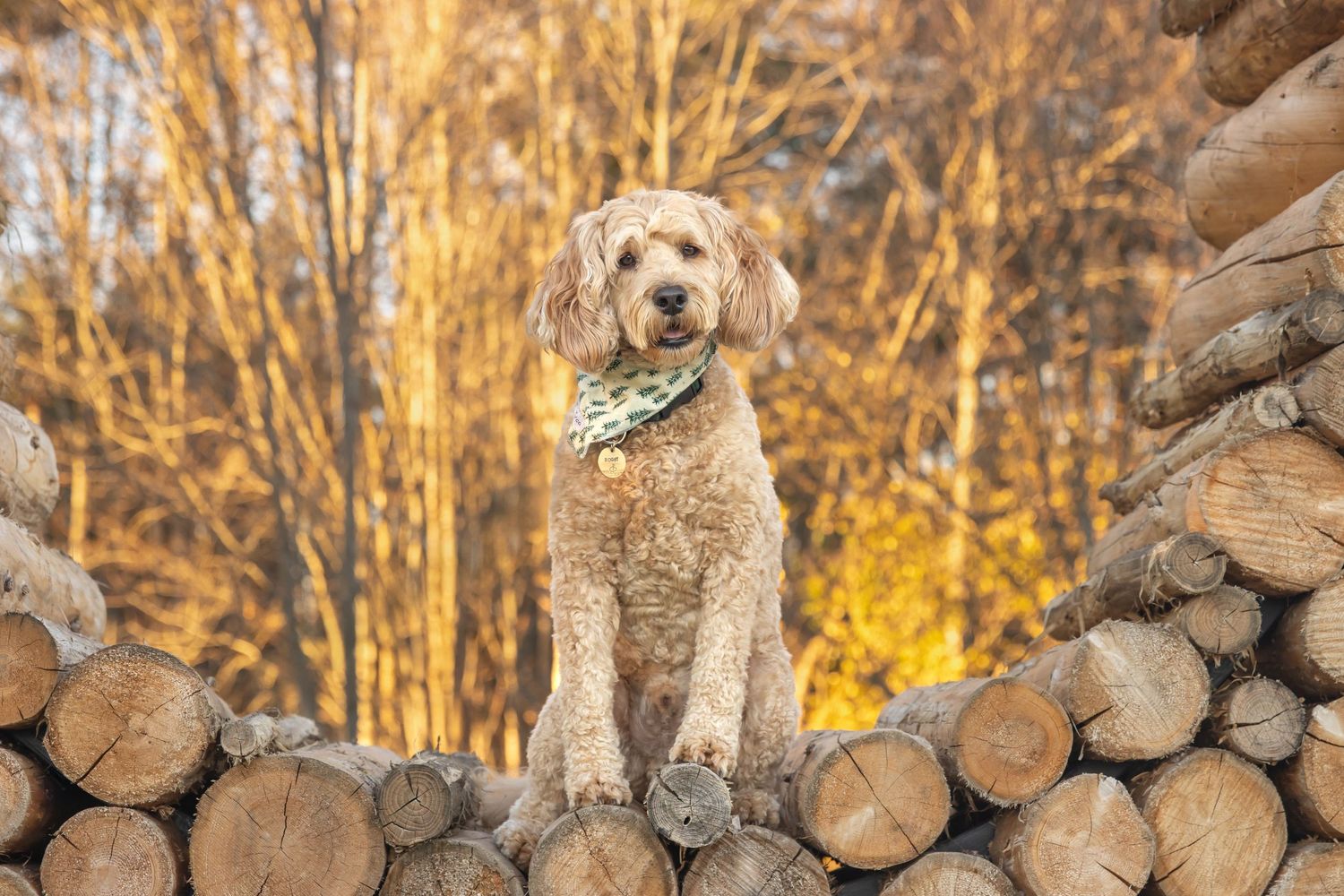 Goldendoodle dog wearing bandana sits proudly atop stack of firewood logs with autumn trees in background.