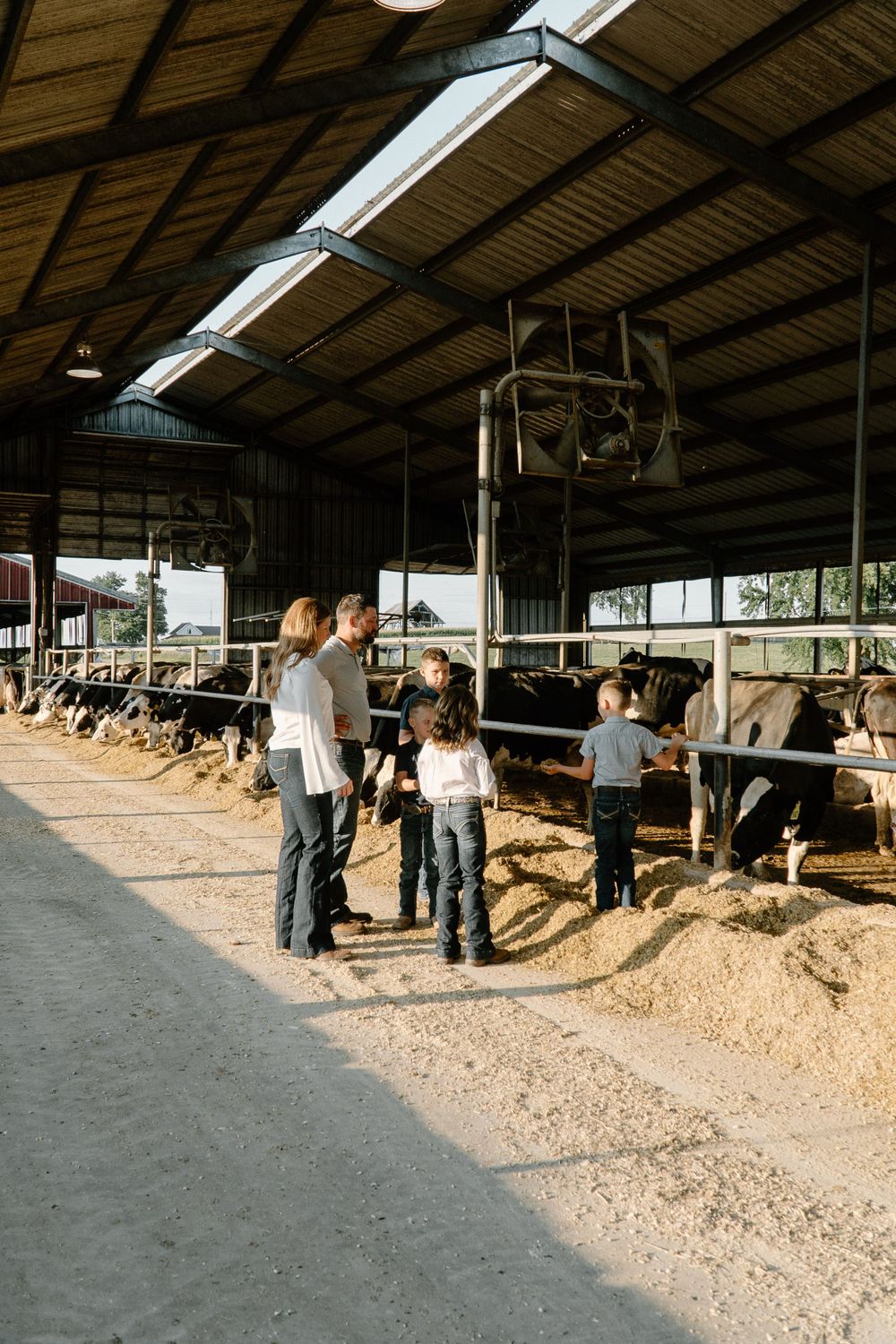 Visitors observing dairy cows inside a large covered barn structure.