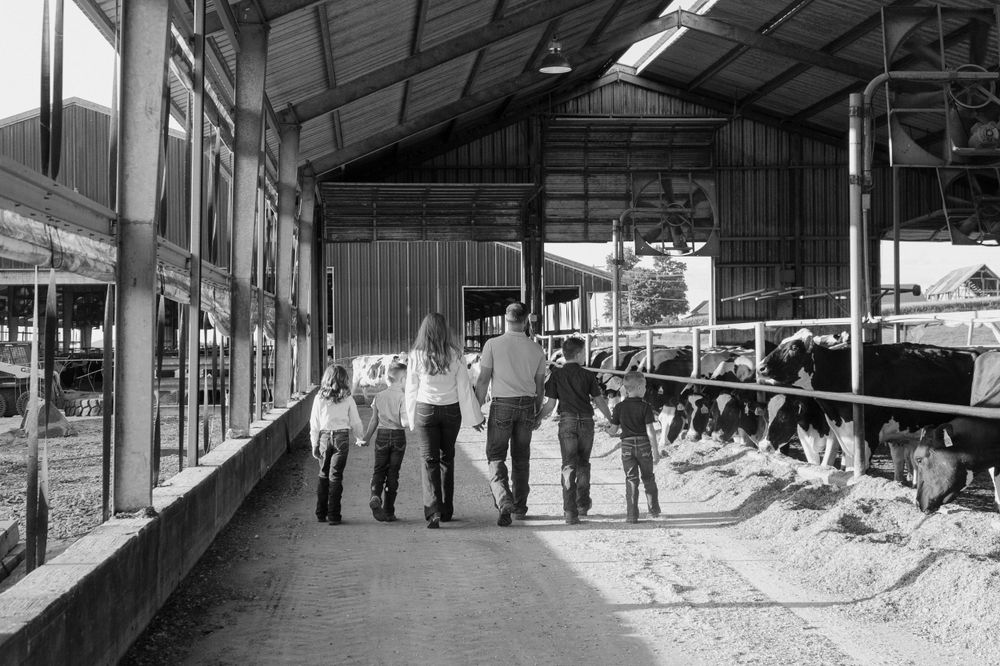 A family walks together down the aisle of a dairy barn with cows visible in the background.