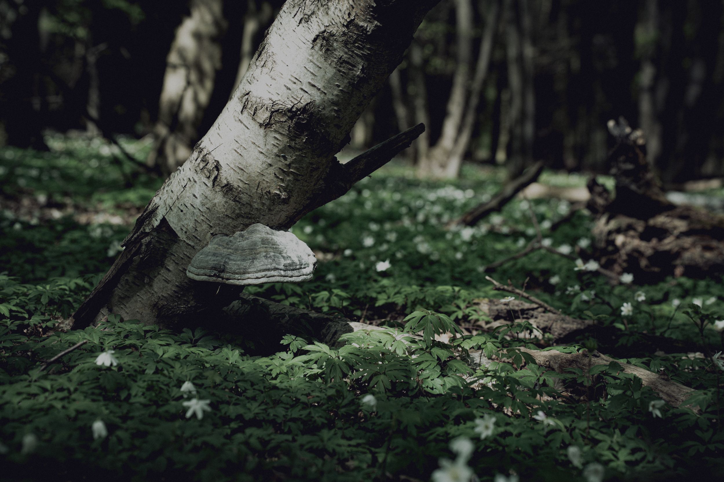 ein Baum mit Pilz im Sauren Holz im Bördekreis bei Oschersleben, Waldfotografie von Hesses Horizon