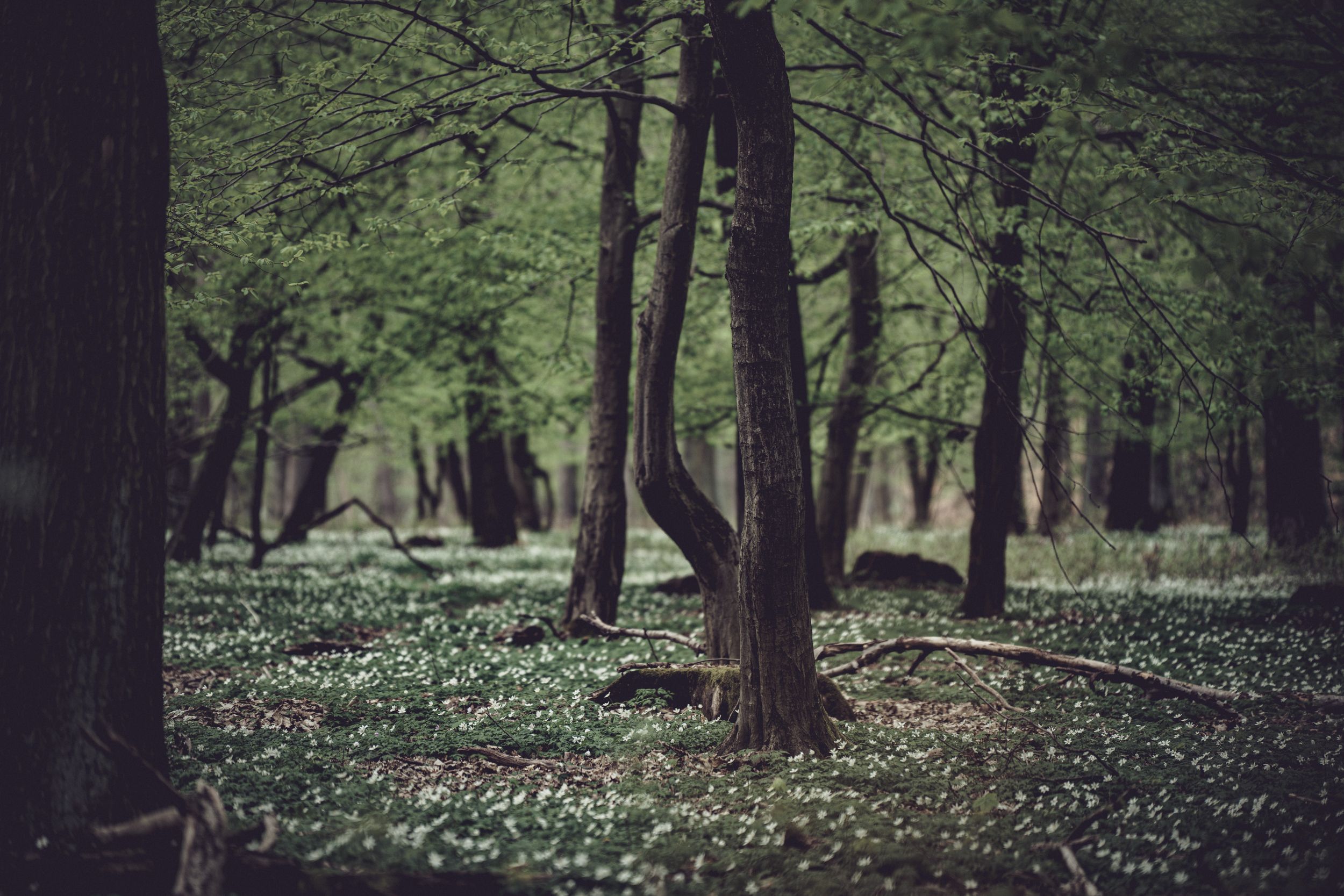 Dunkle und mystische Stimmung im Wald bei Oschersleben, Naturfotografie von Hesses Horizon