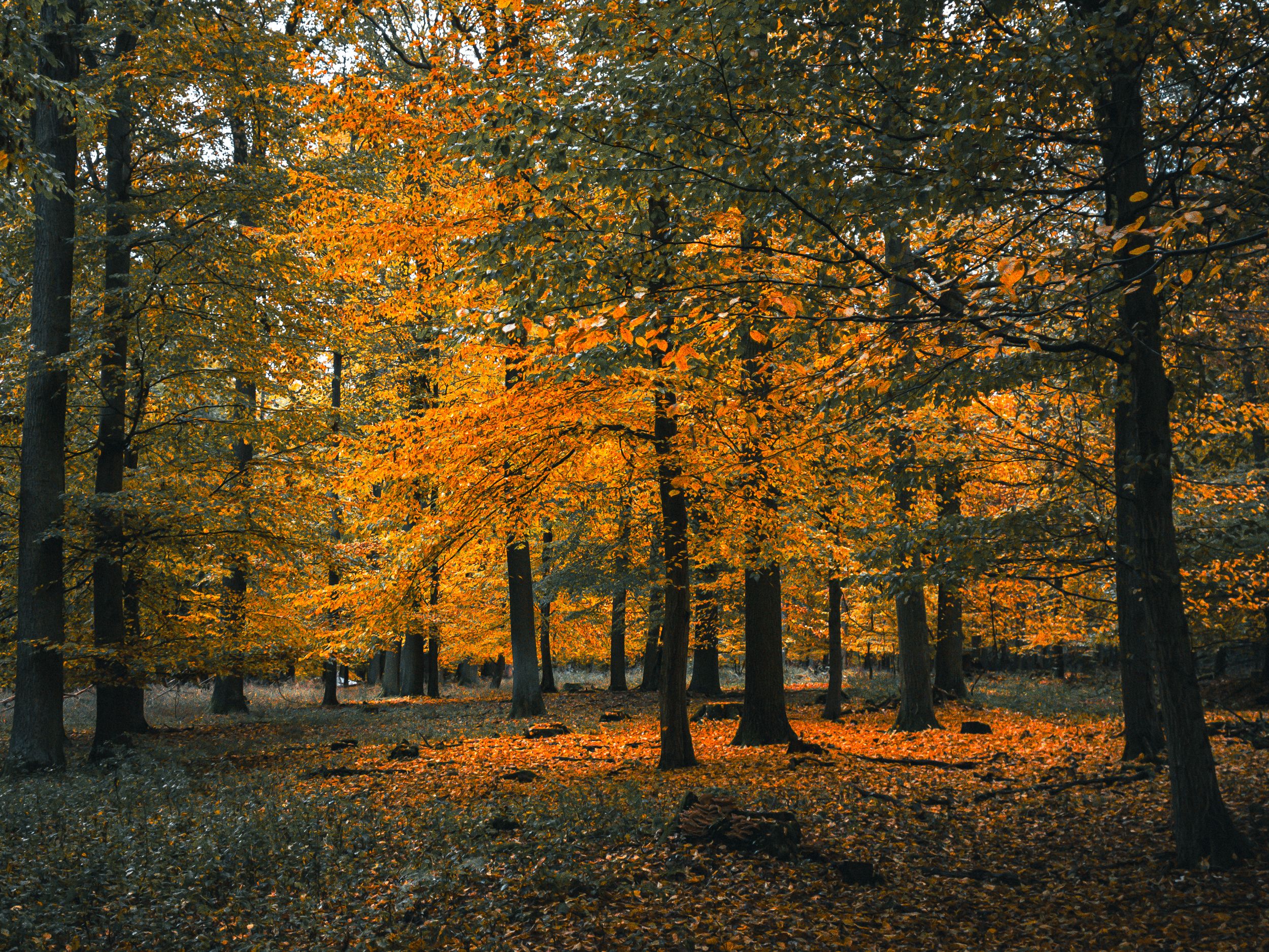 Waldfotografie im Herbst im Hohen Holz bei Oschersleben im Bördekreis mit gefärbten Blättern, die beginnen, vom Baum zu fallen