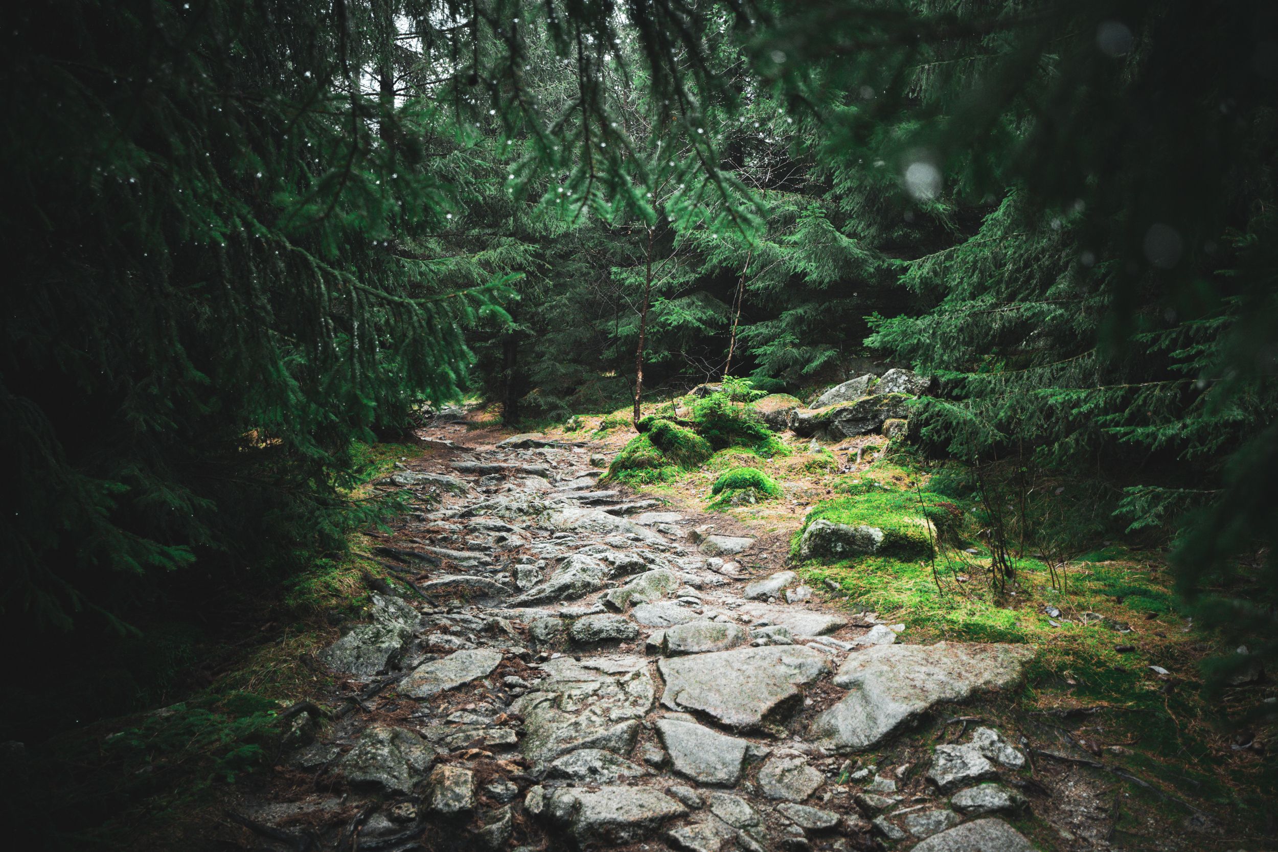 Mystische Waldfotografier eines Wanderweges im Harz bei Ilsenburg am Goethestieg, in der Nähe der Harzer Wandernadel Stempelstelle