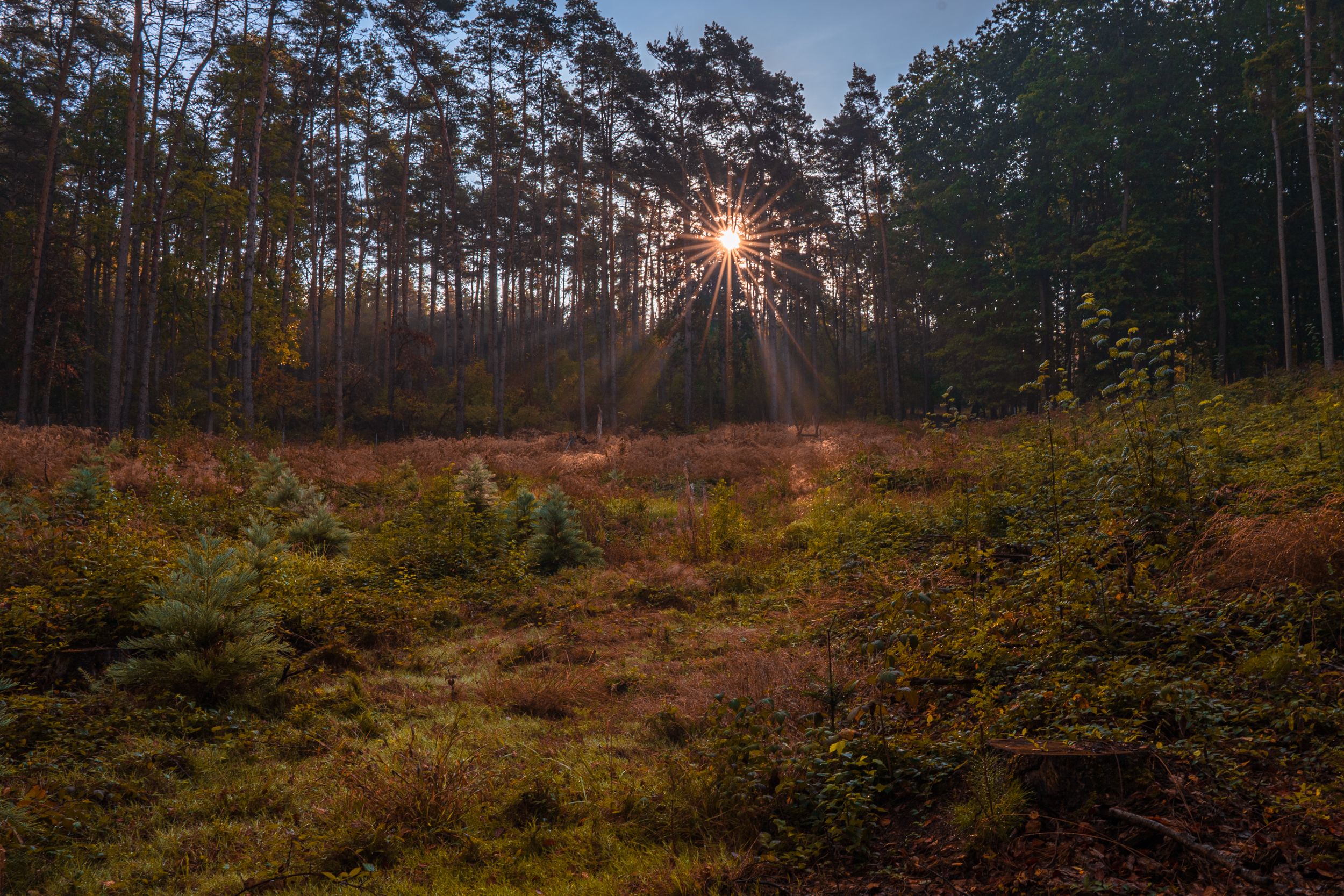 Waldfotografie einer Lichtung im Sonnenaufgang im Hohen Holz bei Oschersleben im Bördekreis