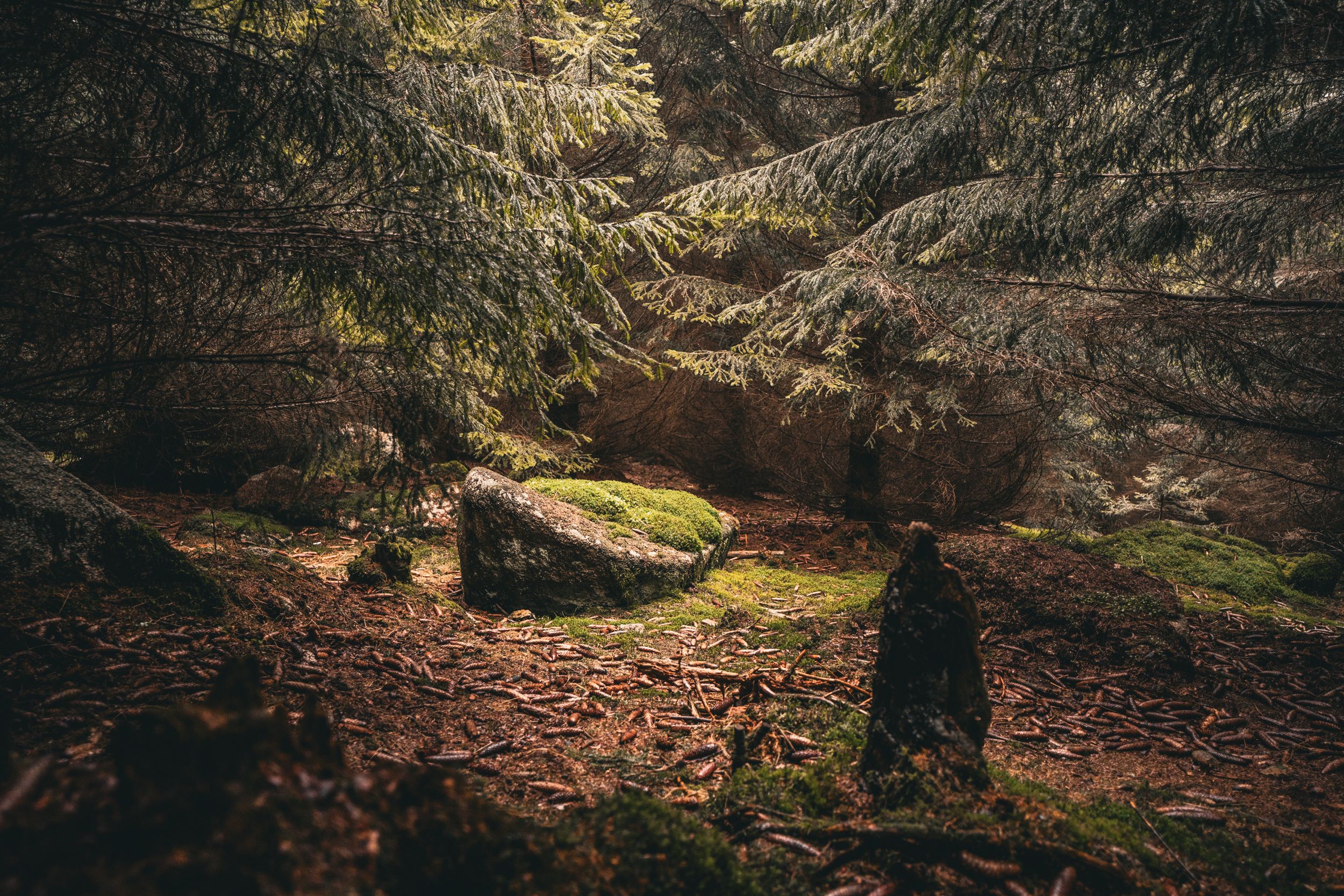 Waldfotografie eines Märchenhaften Steines am Rande eines Wanderweges im Oberharz zum Brocken