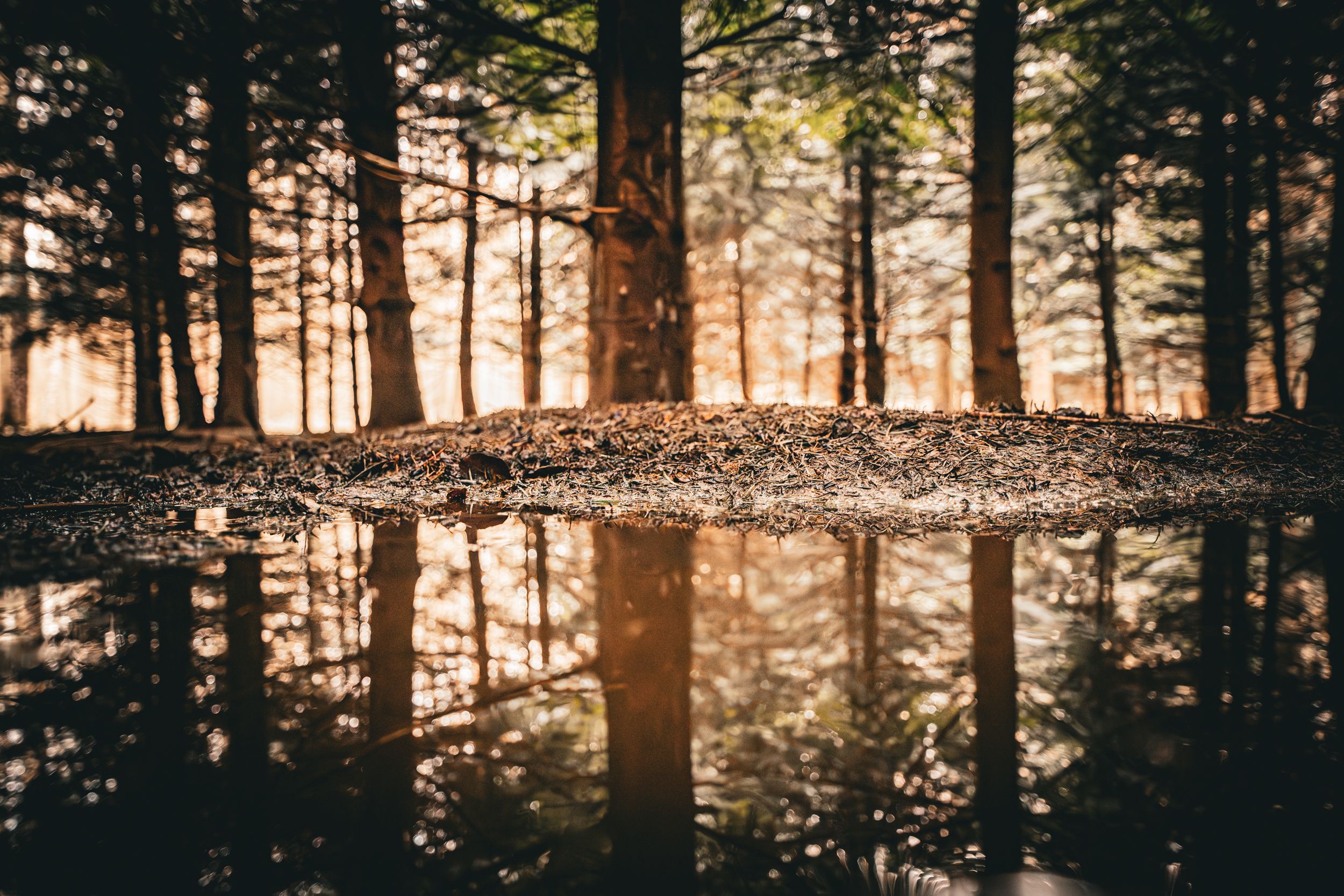 Waldfotografie des Walde, der sich in einer Pfütze im Hohen Holz bei Oschersleben im Bördekreis spiegelt