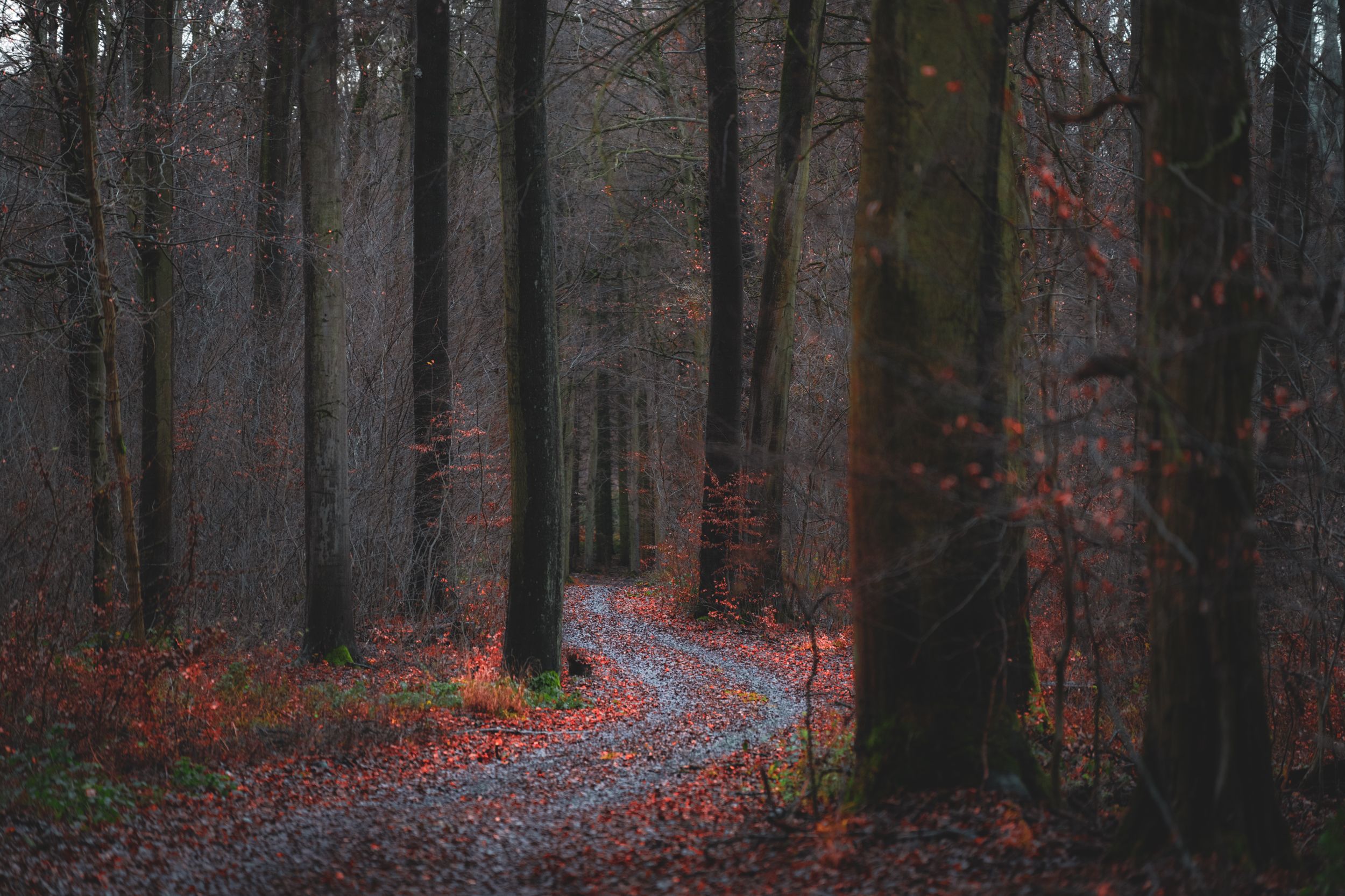 Fotografie von einem Waldweg im Hohen Holz bei Eggenstedt im Bördekreis