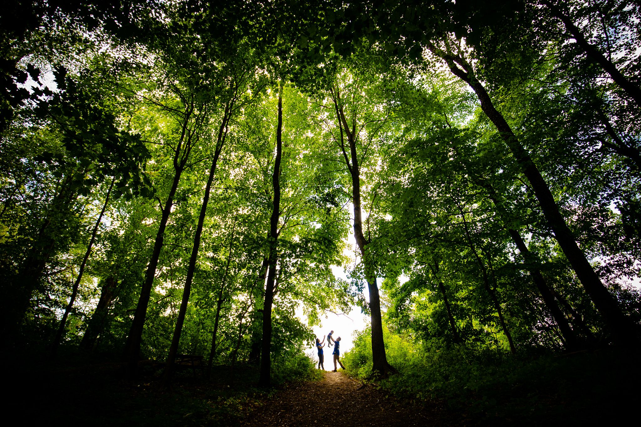 Sunlight filters through tall green forest trees creating a mystical atmosphere on a woodland path.