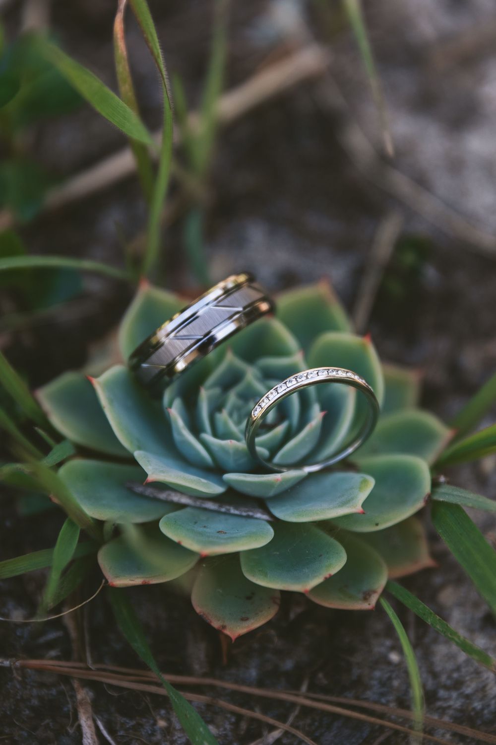 Wedding rings displayed artistically on a green succulent plant in natural lighting.