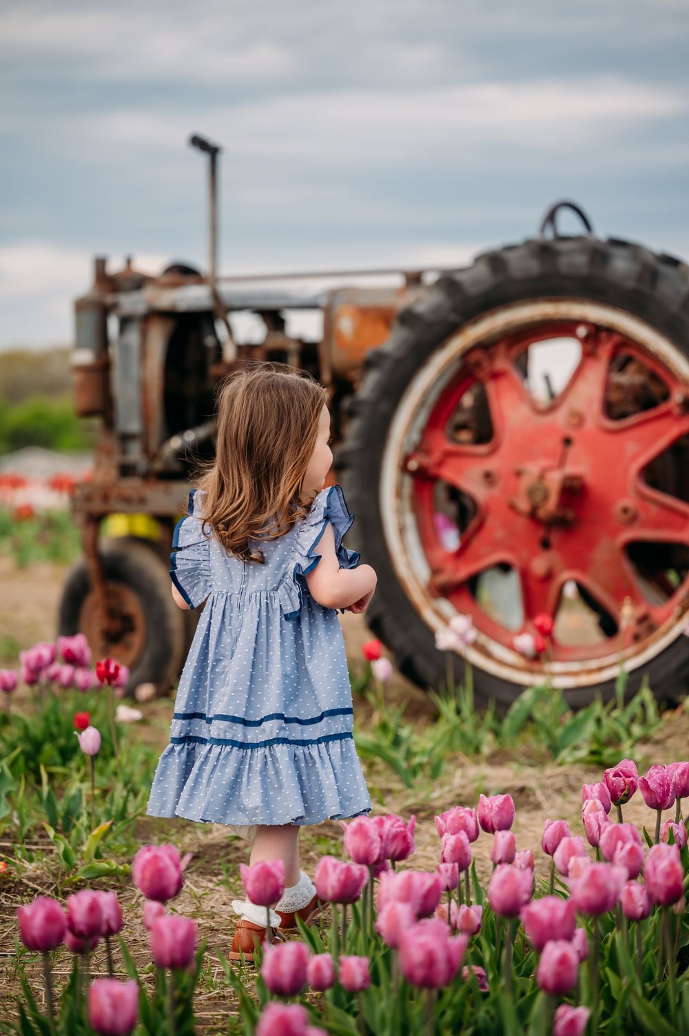 A child in a blue dress stands near pink tulips and an antique tractor with a large red wheel in a rustic farm setting.