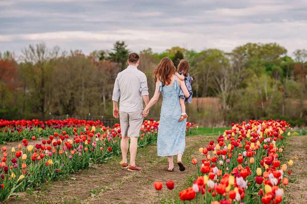 A romantic scene in a tulip garden showing a couple walking together among vibrant red and peach tulip rows.