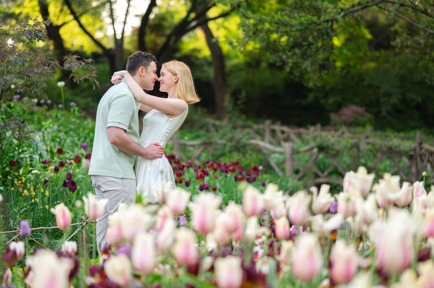 A couple embraces in the romantic Shakespeare Garden of Central Park surrounded by blooming pink and white tulips on a sunny spring day.