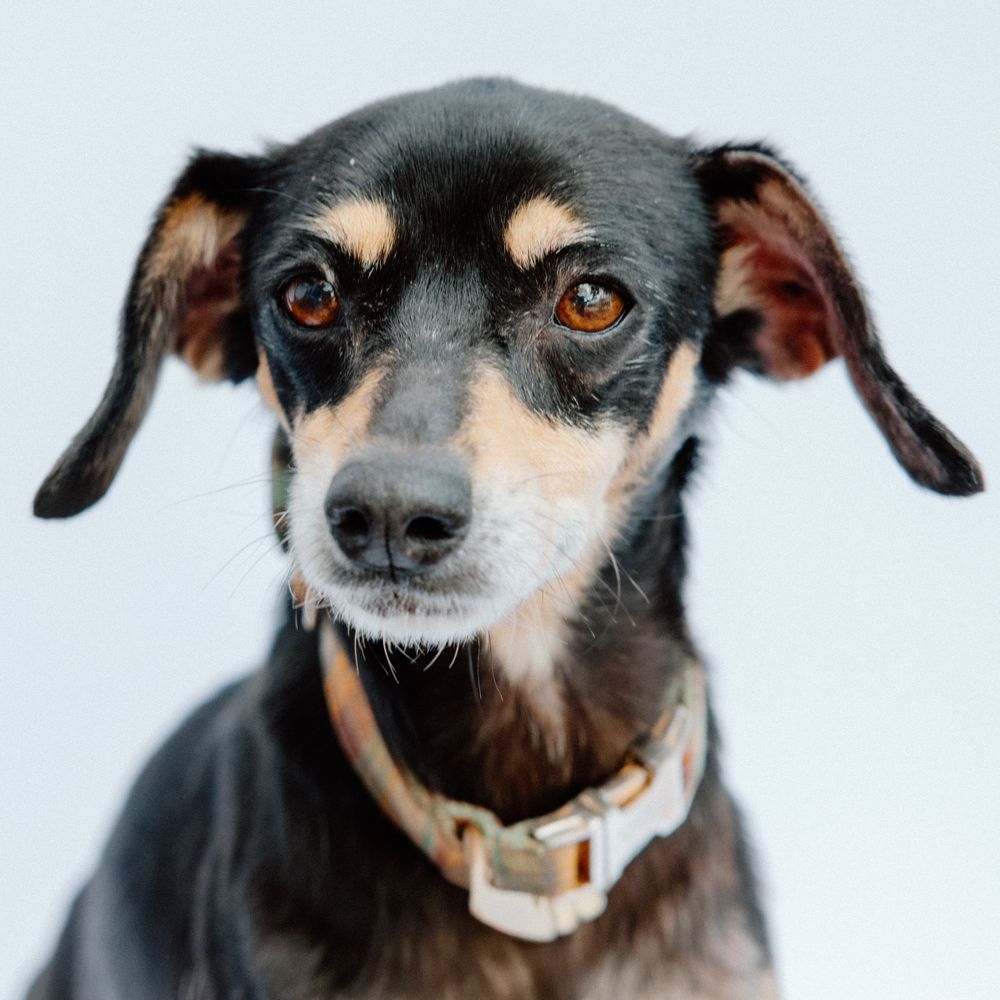 Close-up portrait of a black and tan Chihuahua mix dog with perky ears wearing a collar against white background.