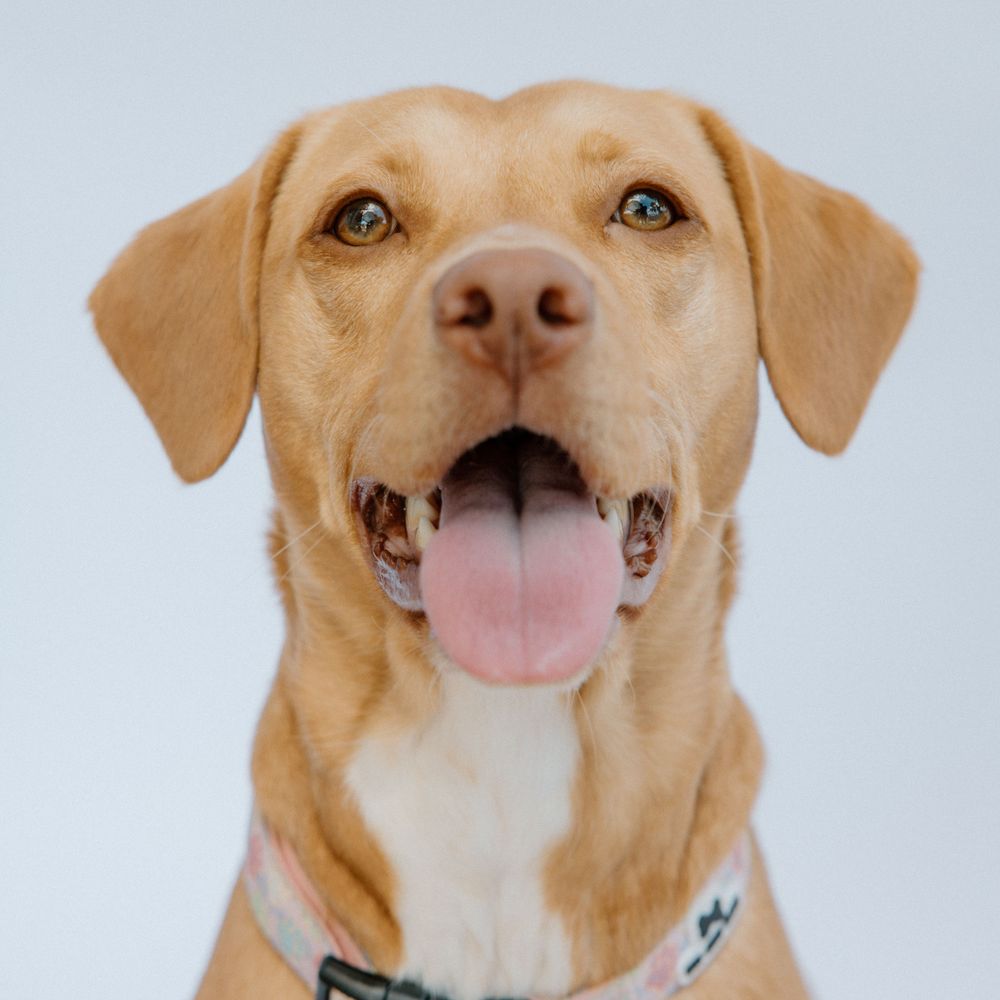 Happy yellow Labrador Retriever with mouth open and pink tongue showing against white background.