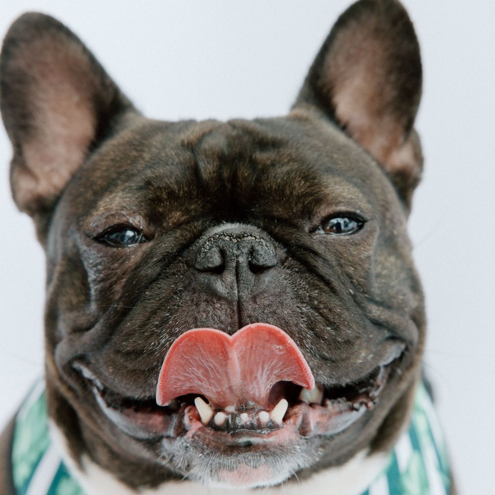 Happy French Bulldog with big smile and blue eyes wearing turquoise shirt against white background.