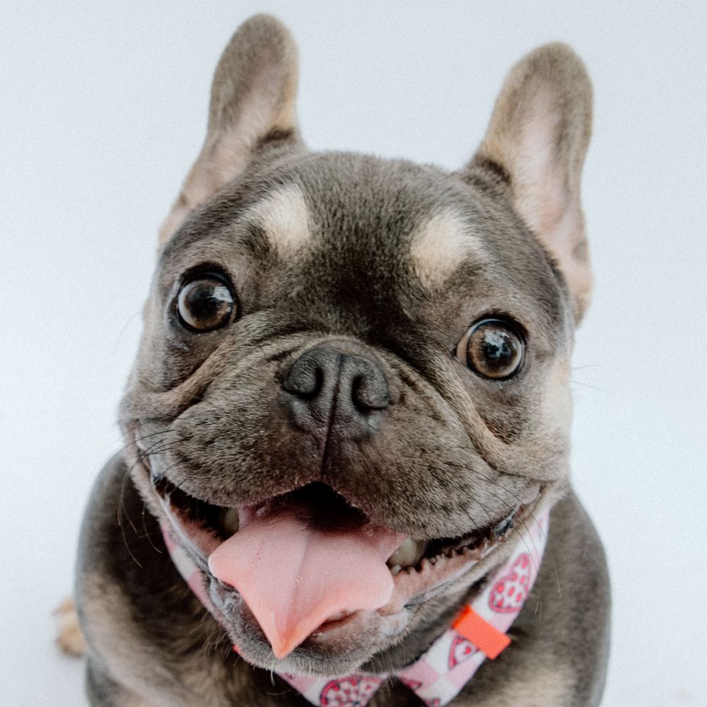 Happy gray French Bulldog with upright ears and pink tongue smiling at camera wearing a pink and red collar.