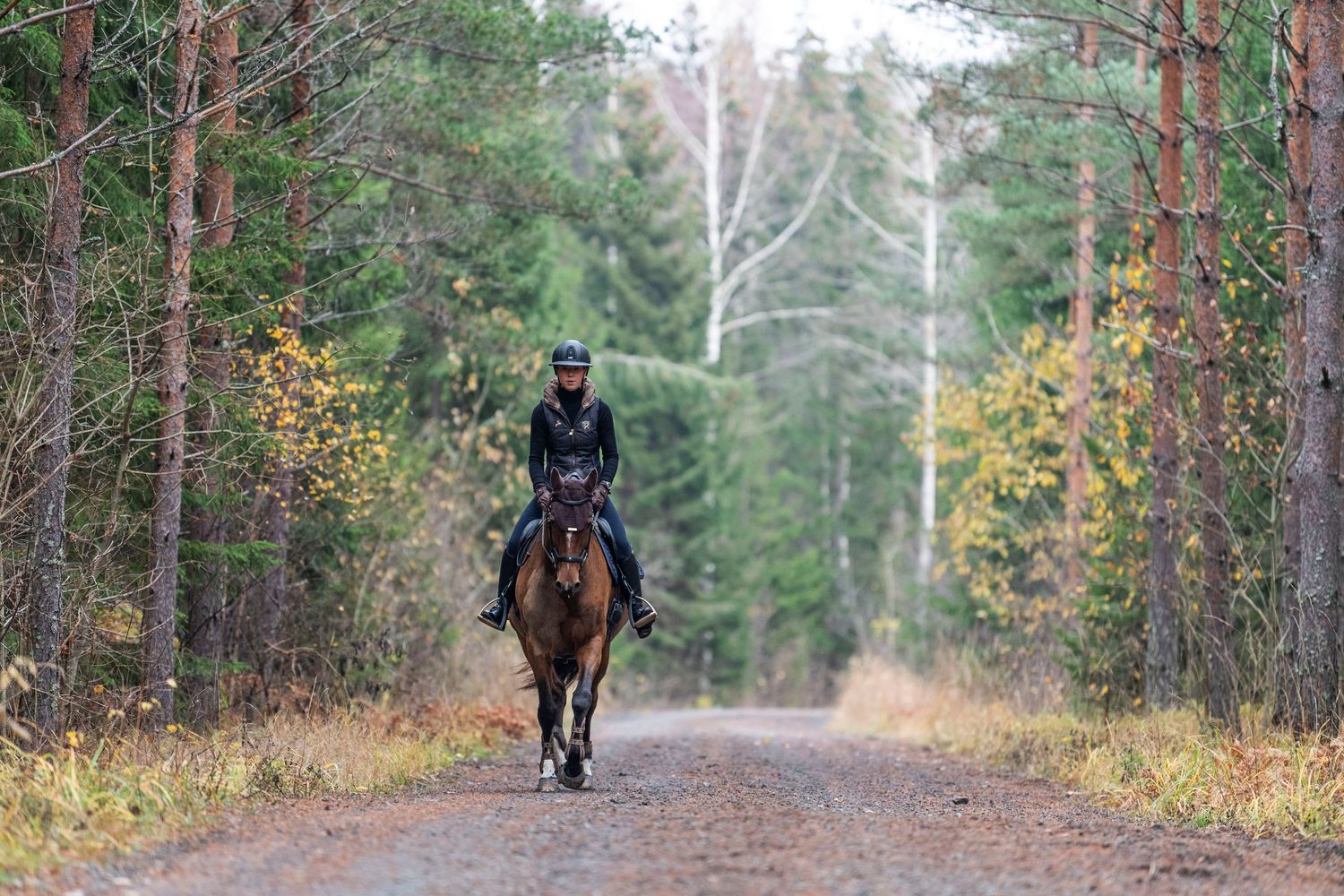 autumn, horse