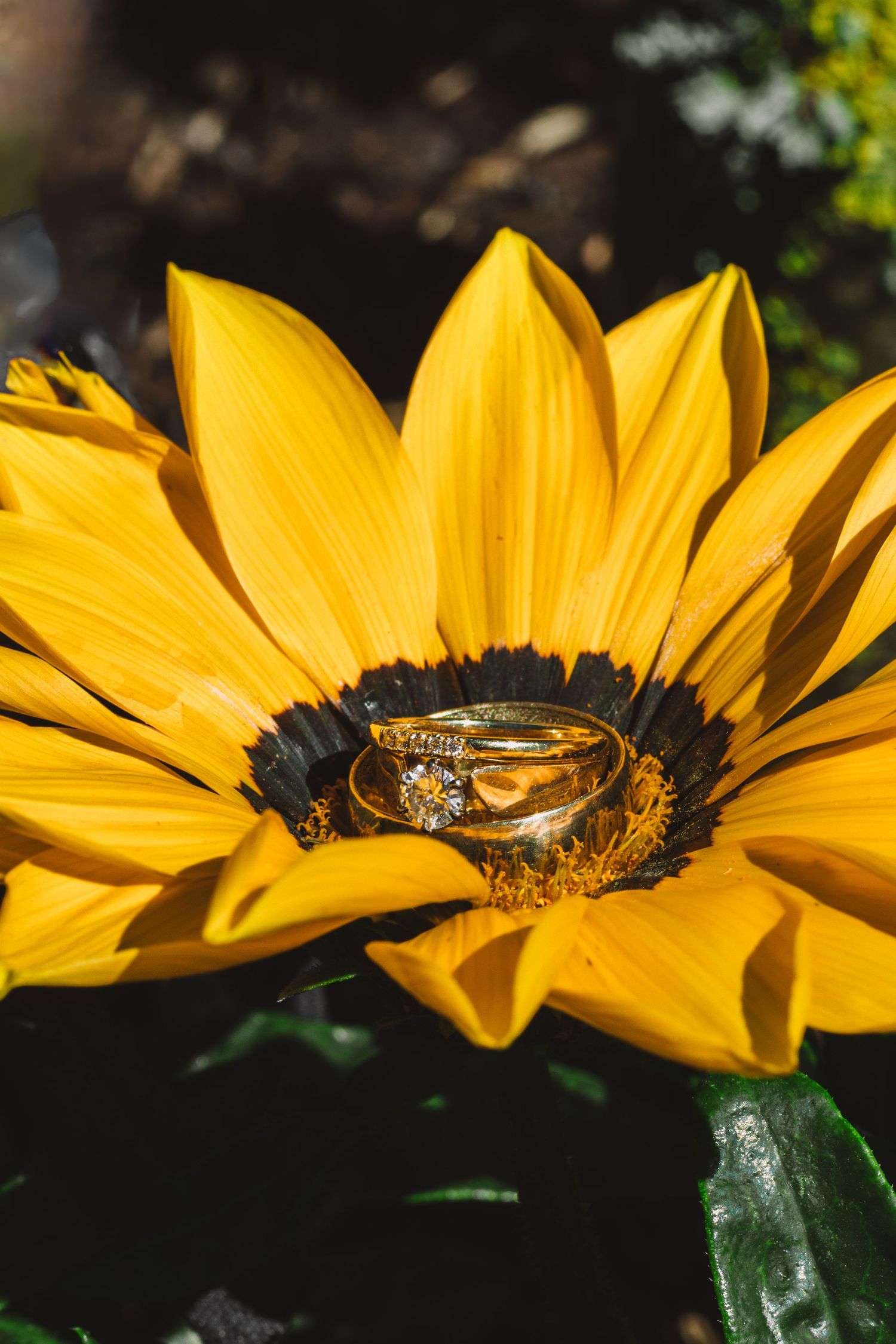 Wedding rings nestled in the center of a bright yellow sunflower bloom.