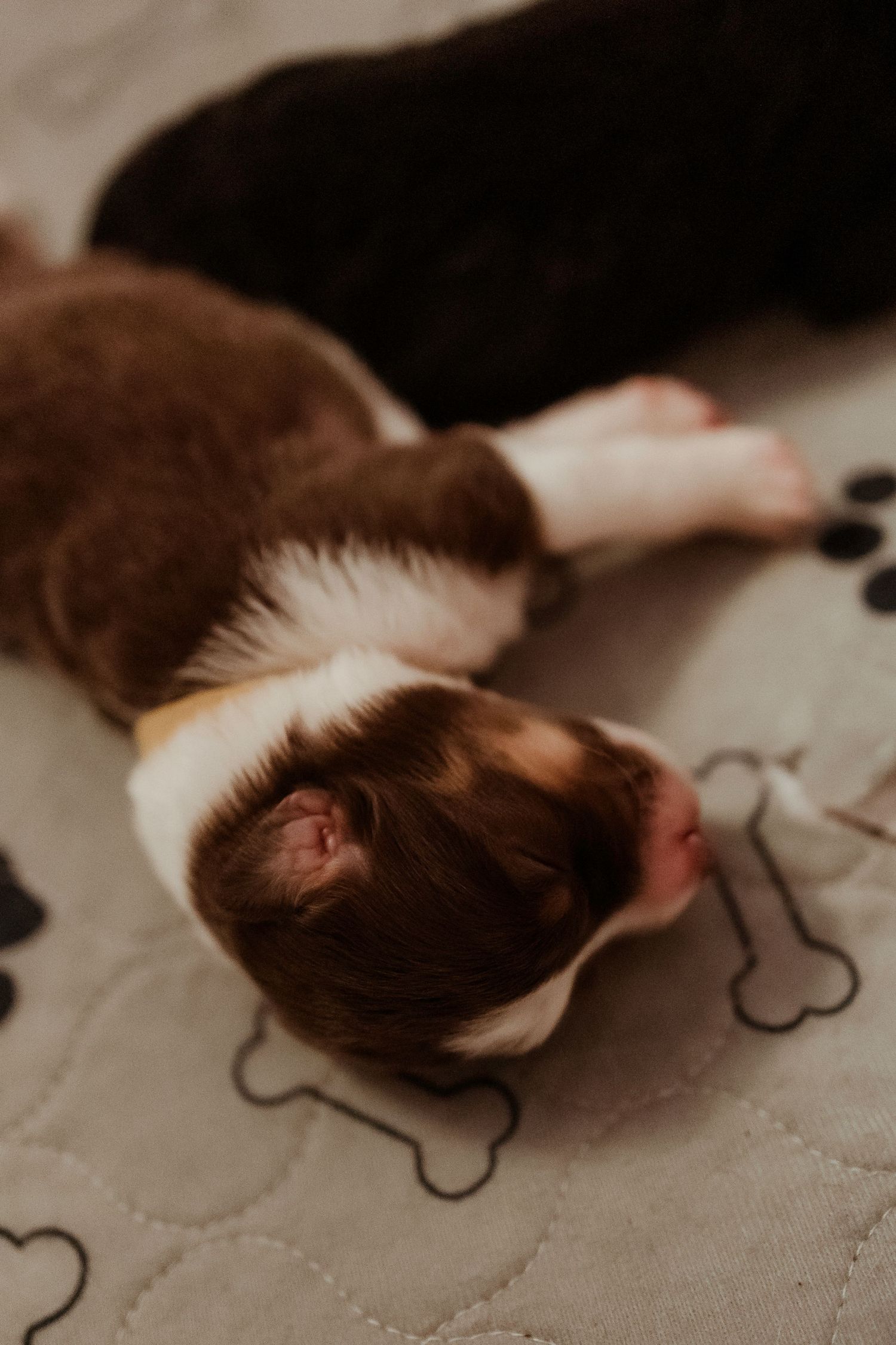 Small puppy sleeping on light colored blanket with bone and paw print designs.
