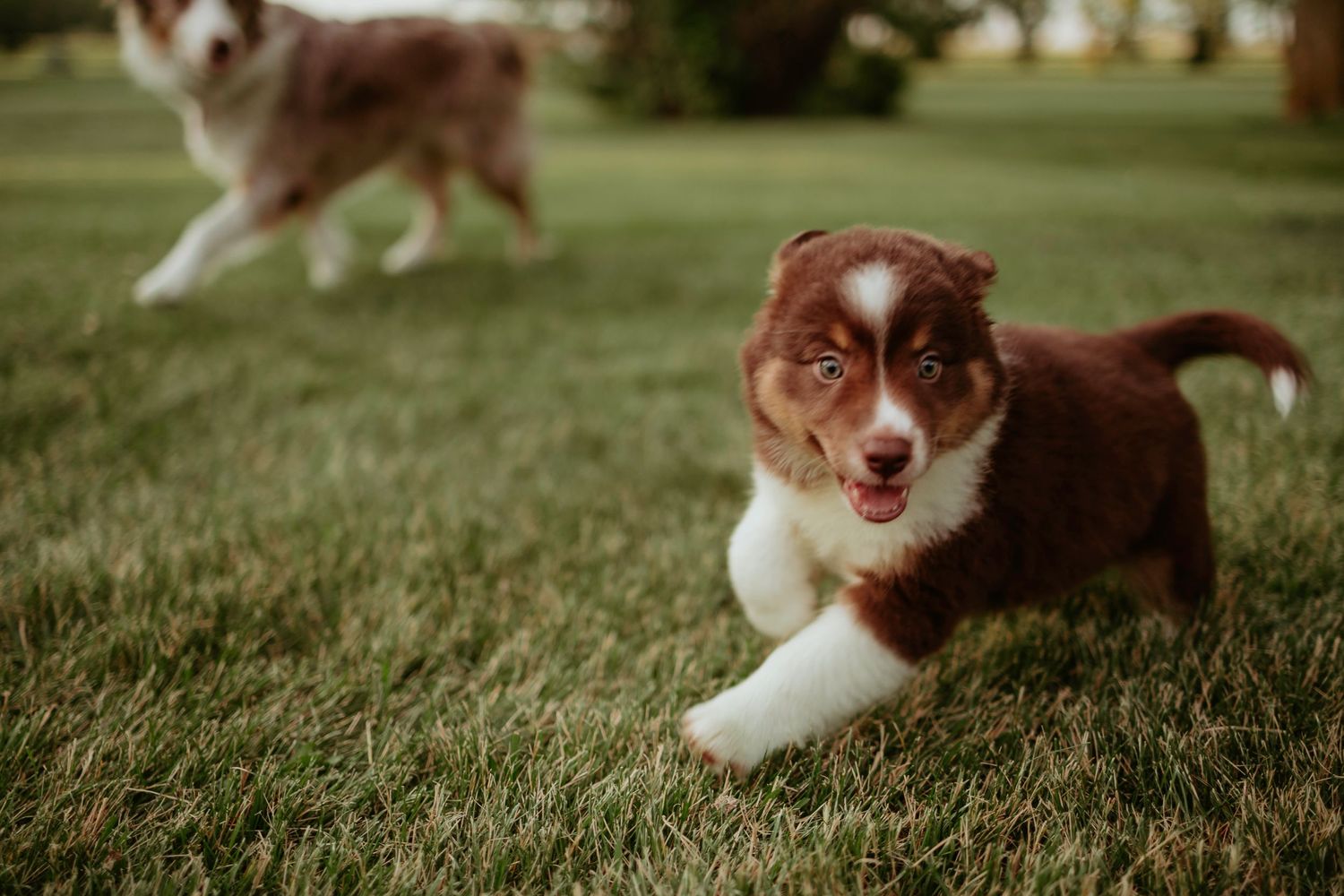 Two puppies playing and running together in park setting.