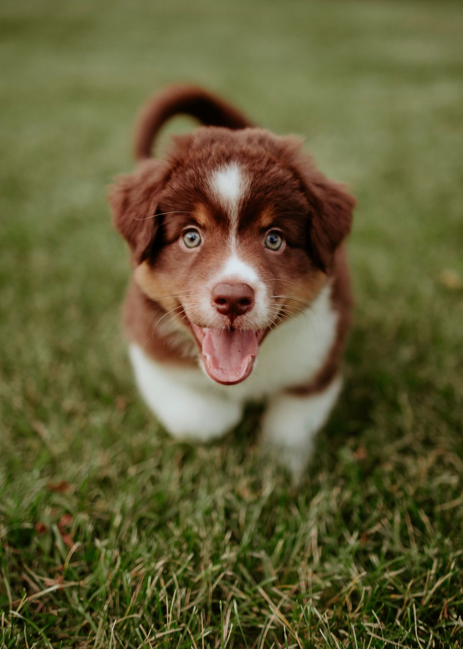 Happy brown and white puppy with bright eyes smiling at camera on grass.