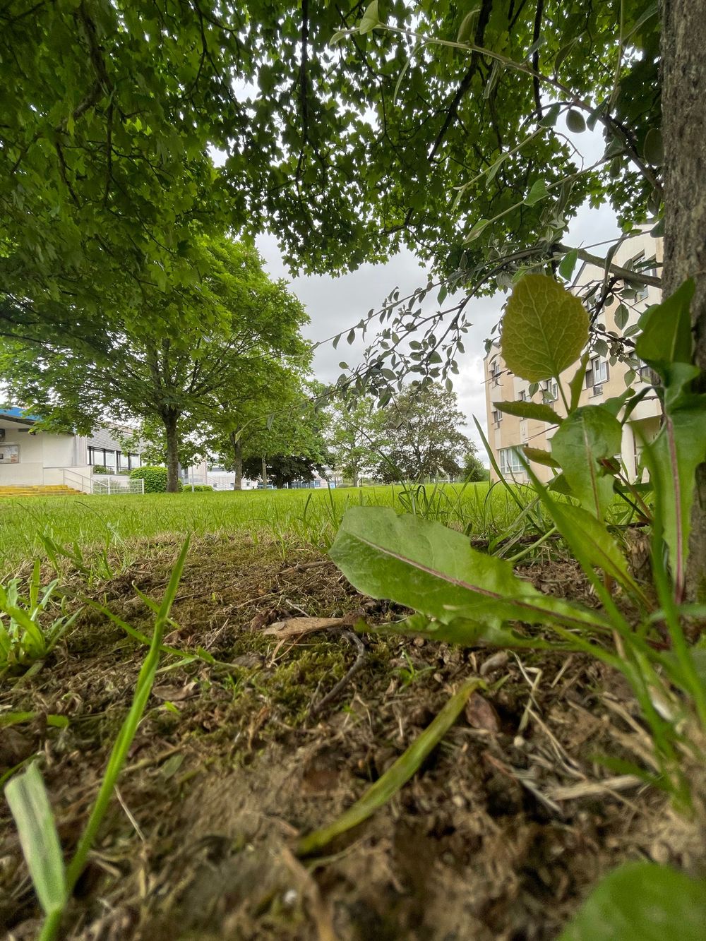 La végétation présente autour du Lycée Frédéric Ozanam à Cesson-Sévigné