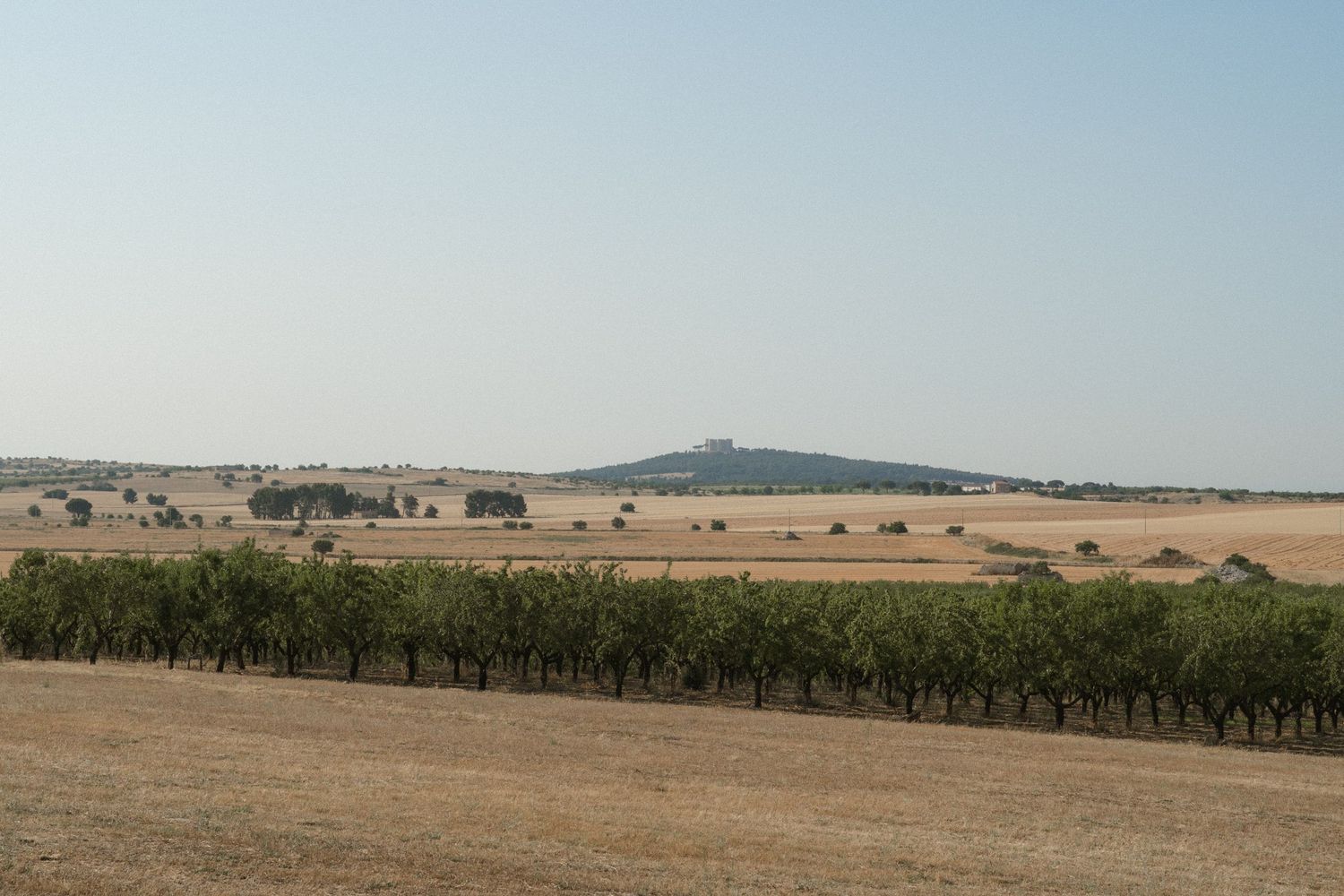 A scenic rural landscape with rows of trees and a distant hill under clear skies.