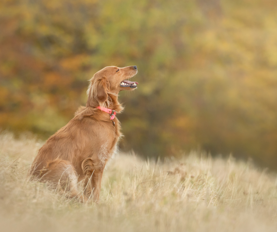 Golden retriever sitting in autumn field looking up attentively.