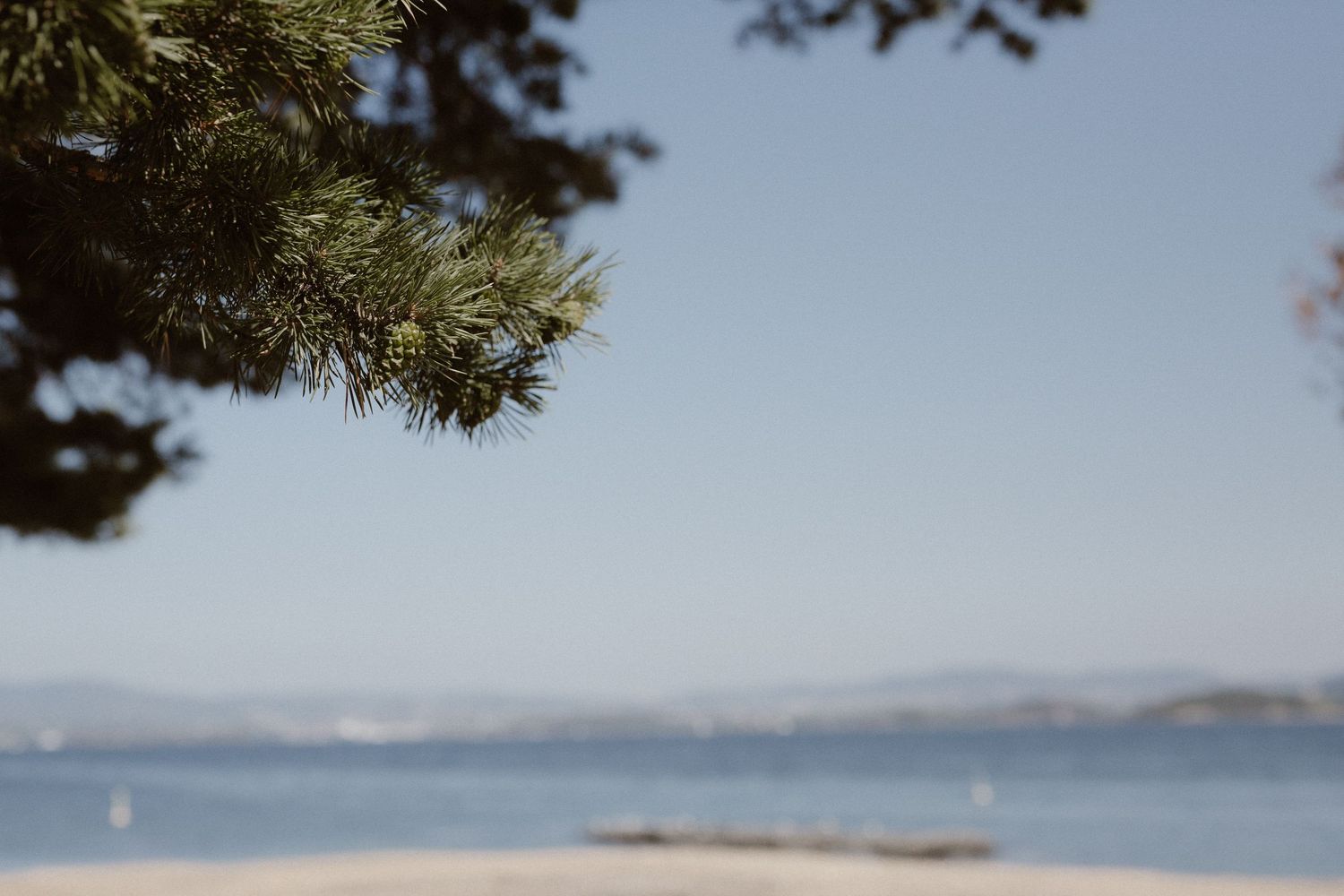 Serene coastal landscape with pine branches, beach, and mountains in the distance.