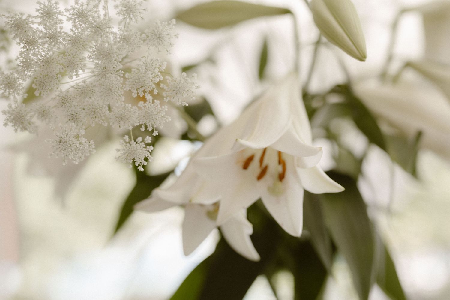 Soft focus close-up of white lily flowers and delicate baby's breath in natural light.