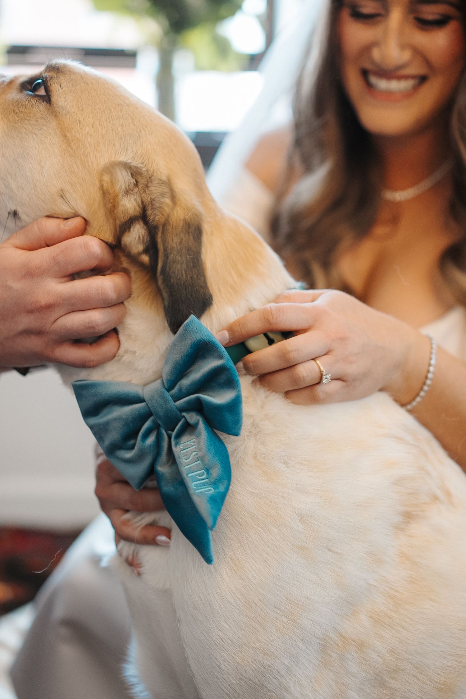 A dog wearing a teal blue bow tie appears in a series of photos with people petting and interacting with it.