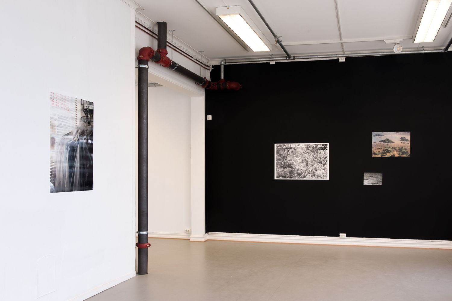 Installation with four photographic prints pinned on walls at Levanger kunstforening, May–June 2019 show.