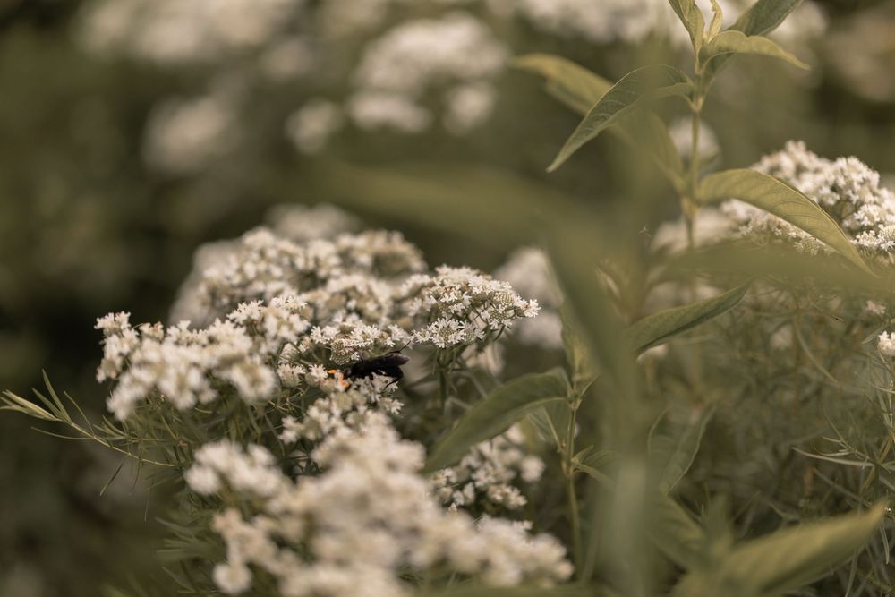 Close-up view of white elderflower blossoms with delicate petals against a blurred green background.