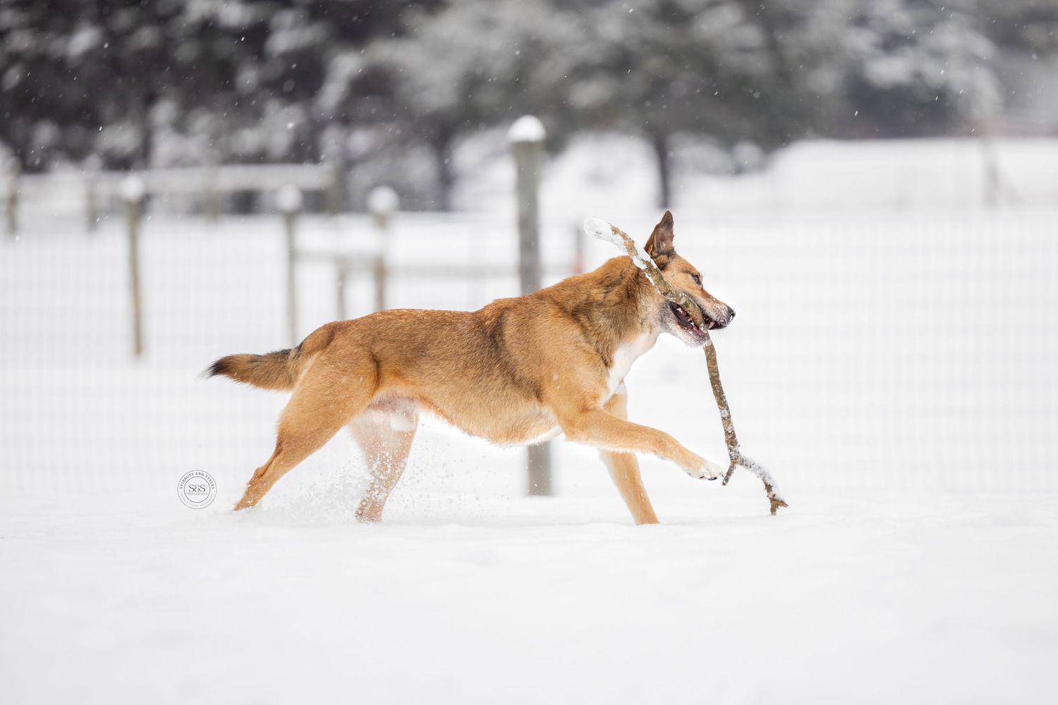 A dog running in the snow