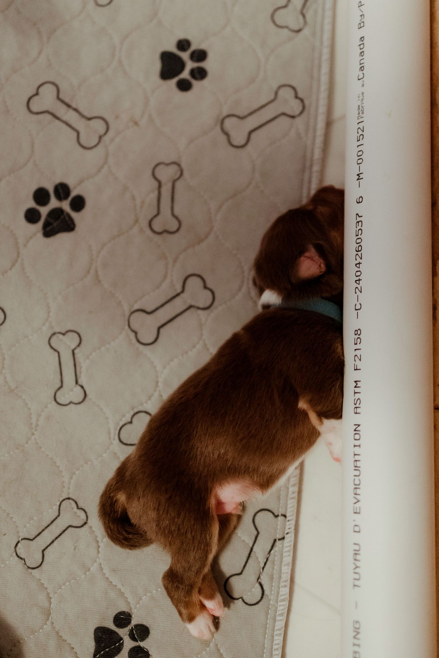 Dark brown puppy resting on fabric with paw prints and bone pattern design.