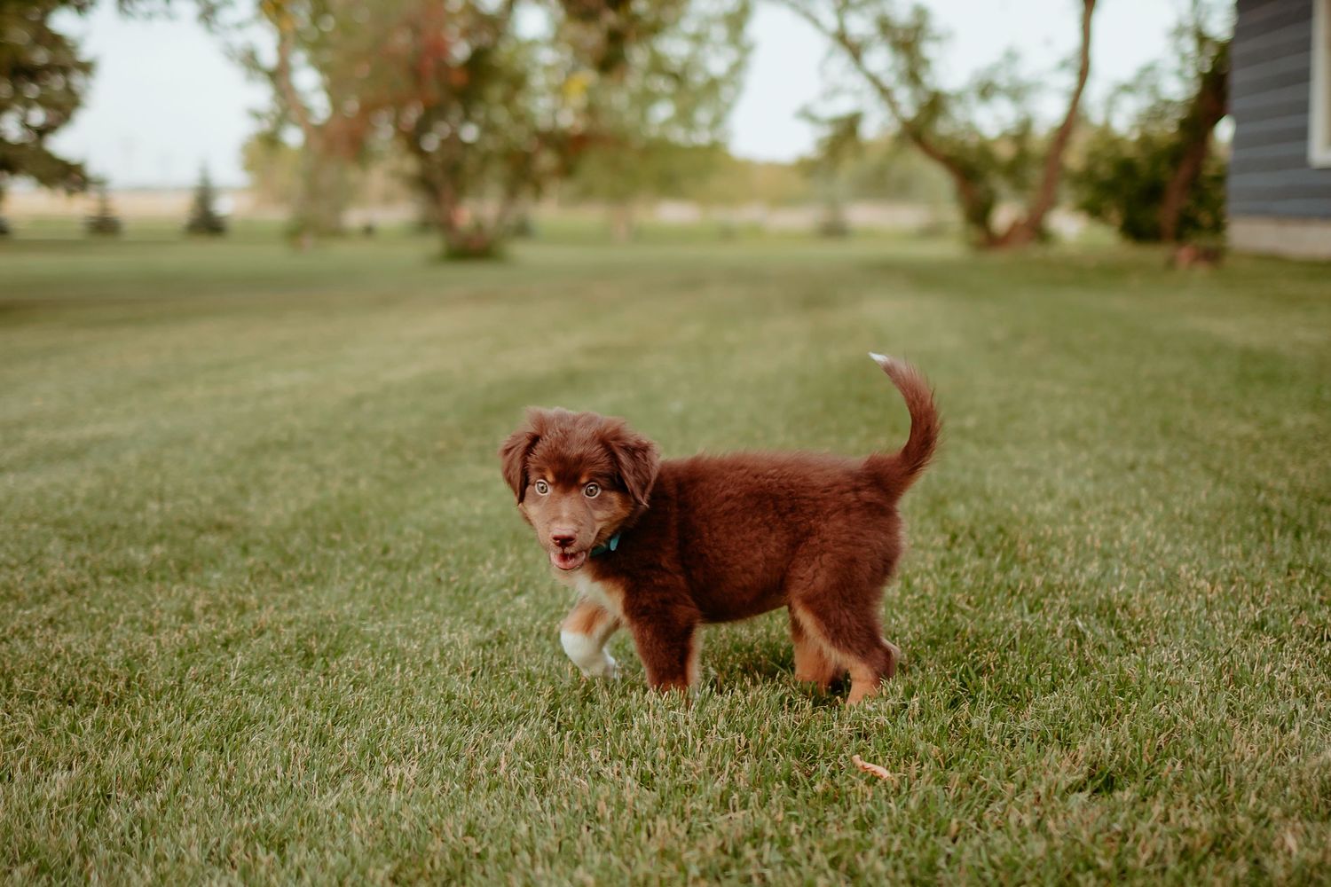 Adorable brown puppy standing in grassy field with trees in background.