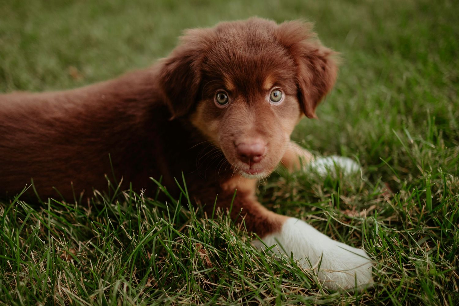 Chocolate brown puppy with bright eyes lying in green grass.