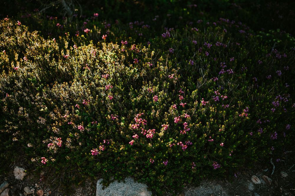 Mt Washington view of pink wild flower bushes chairlift Photography by Photographer Soulfull Photographs