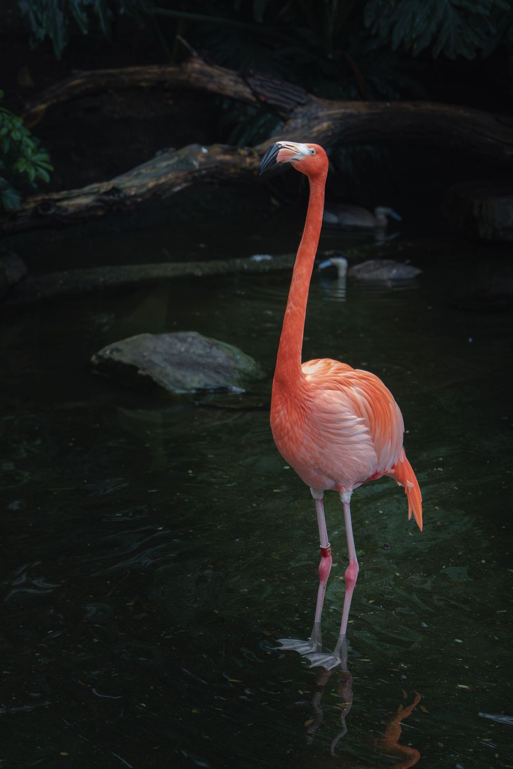 A bright pink flamingo stands in dark water surrounded by rocks and foliage in a natural setting.