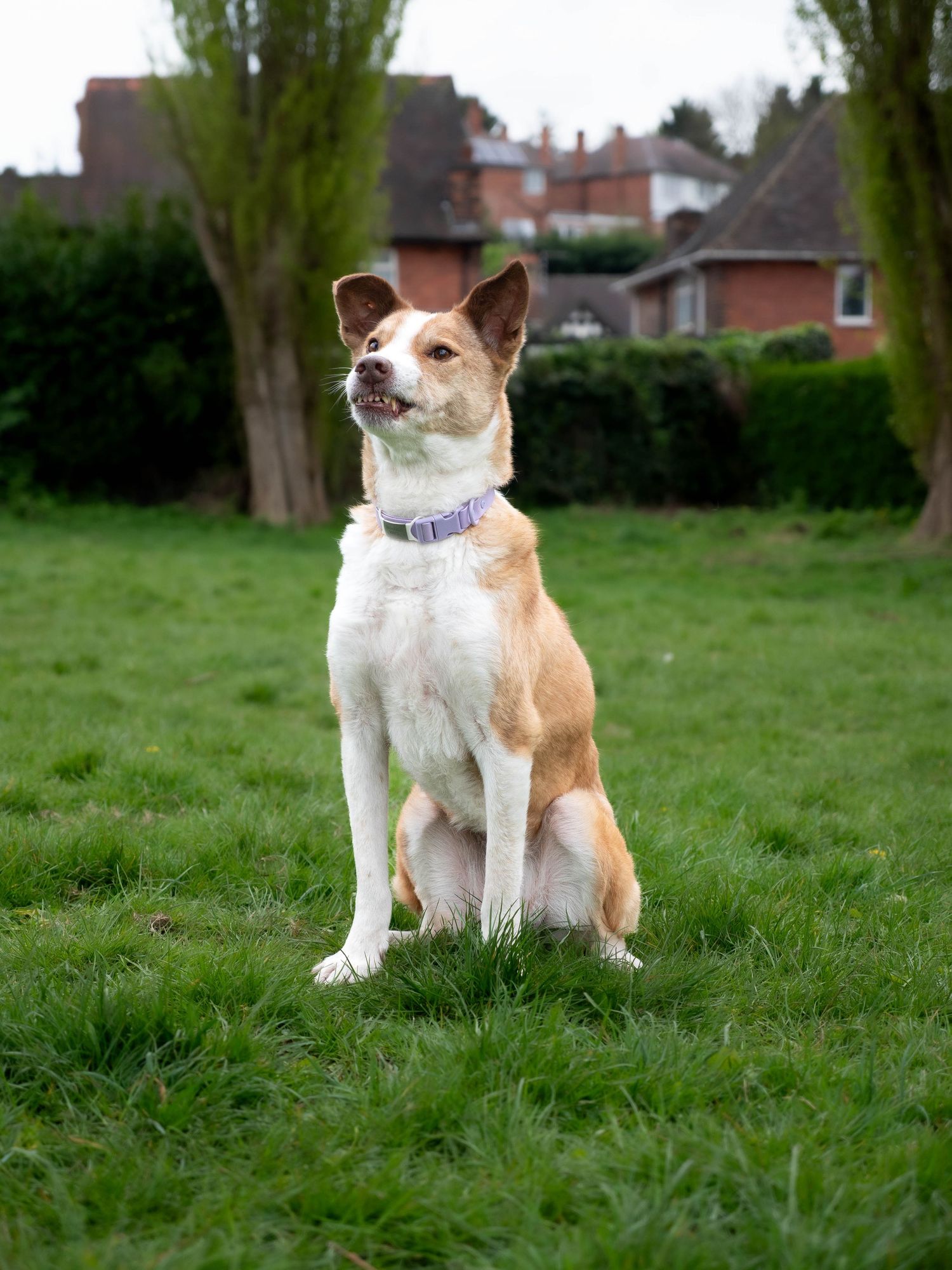 Rescue Dog in Nottingham field