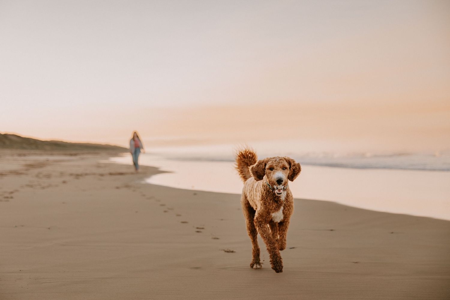 A golden retriever dog runs happily along a misty beach at sunset while a figure walks in the distance.