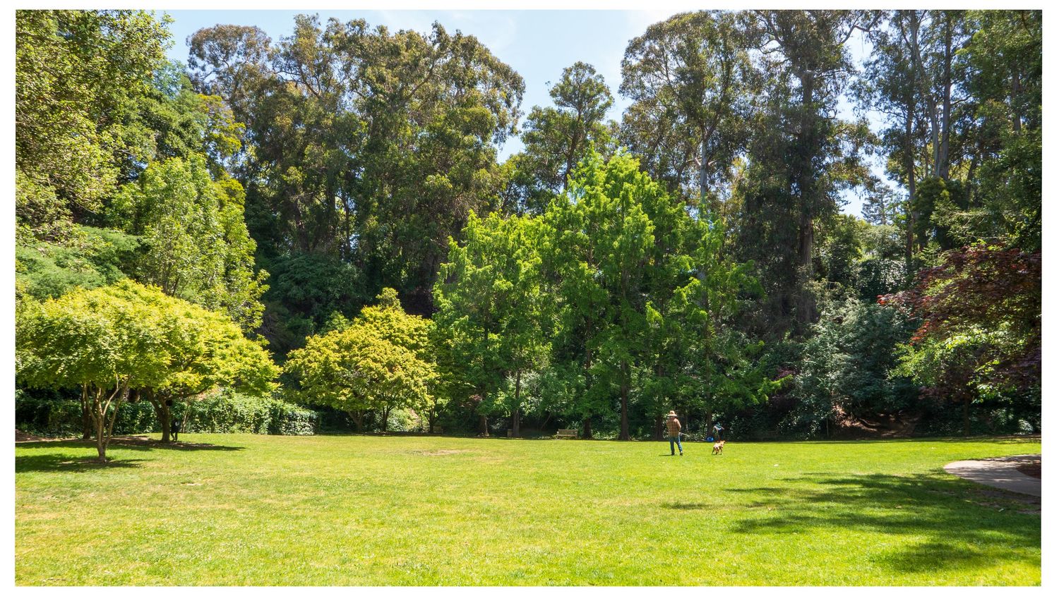 A sunny green lawn surrounded by tall eucalyptus trees in a peaceful park setting.