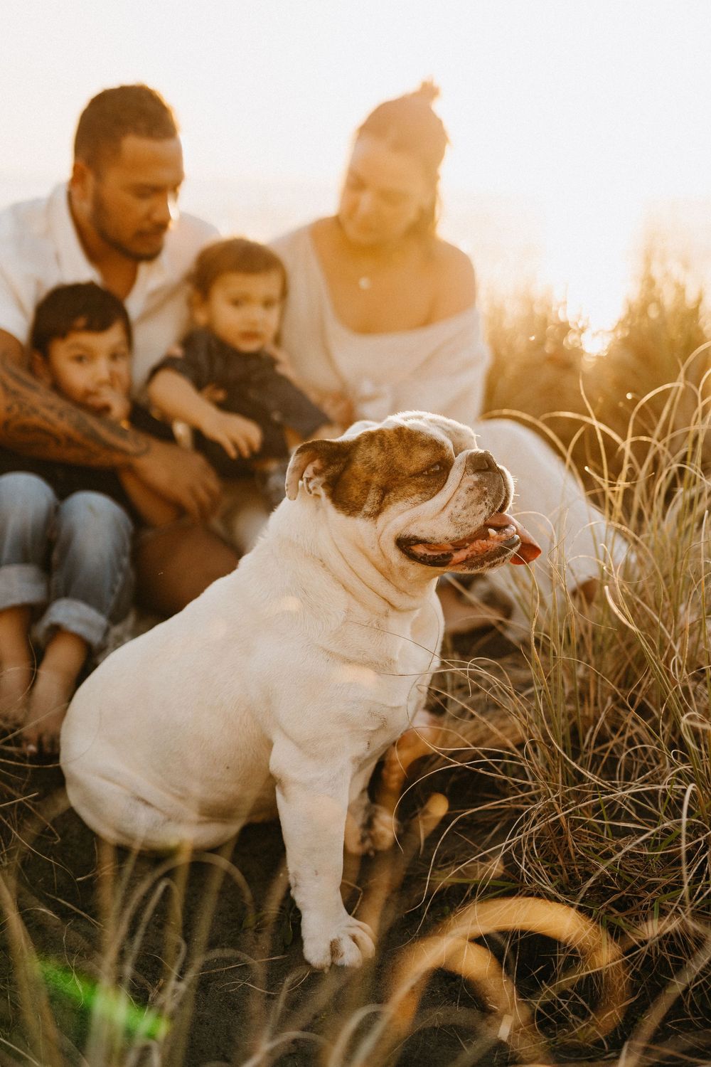 White English bulldog sits in tall grass at sunset as a family relaxes together in the background.