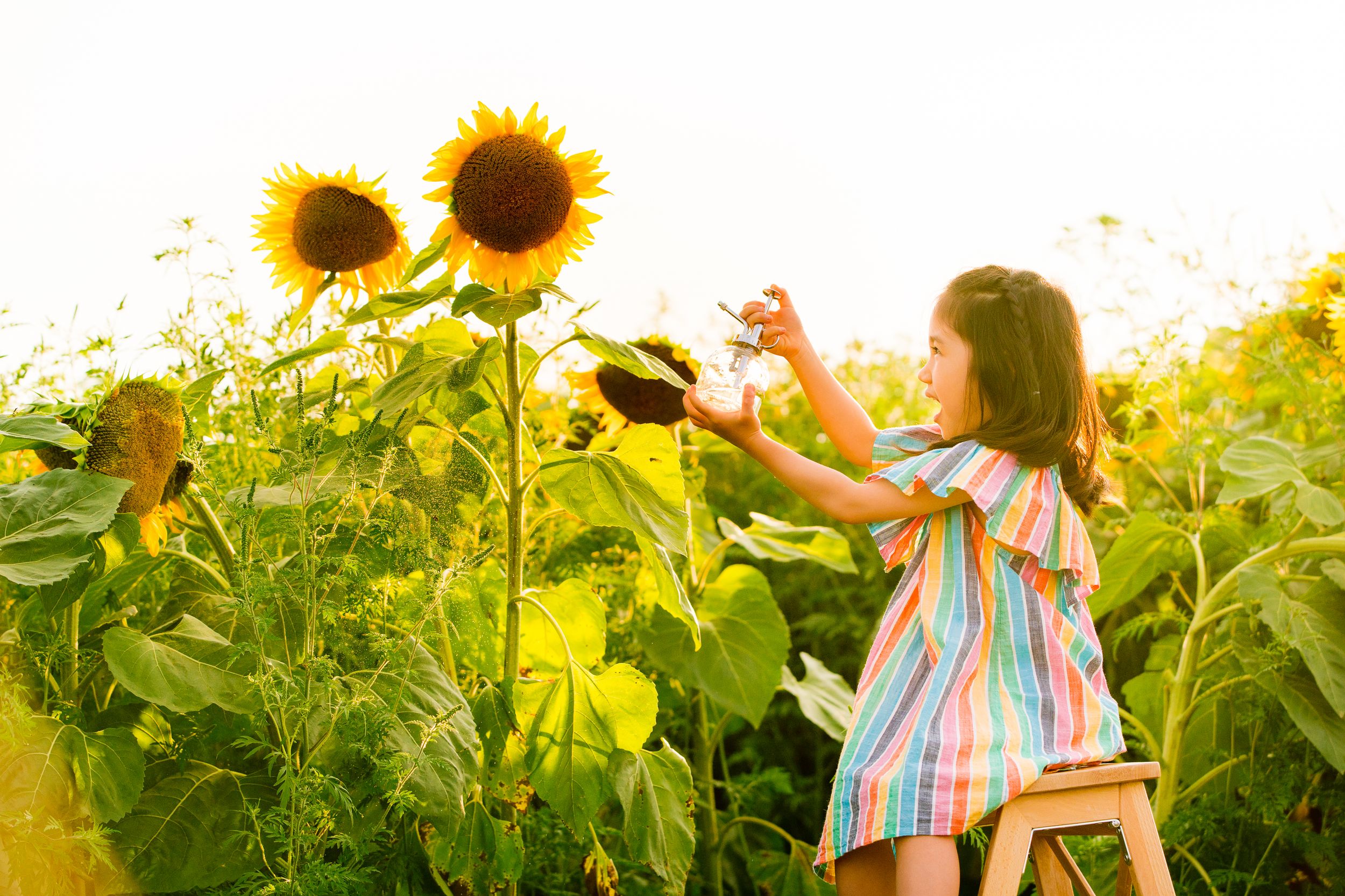 A small person in a colorful dress reaches up to touch tall sunflowers in a golden summer field.