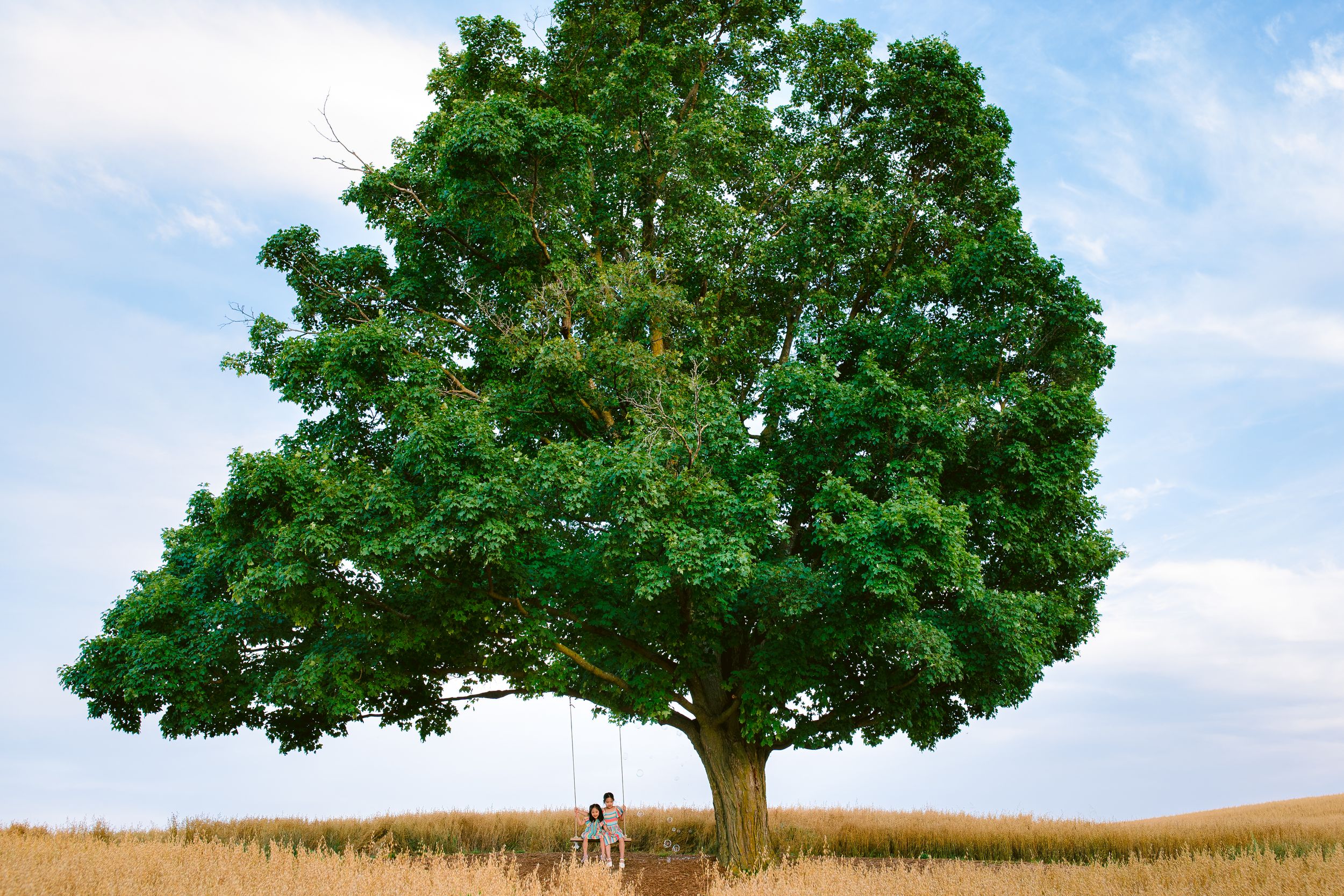 A large solitary oak tree stands majestically in a golden wheat field under a partly cloudy sky.