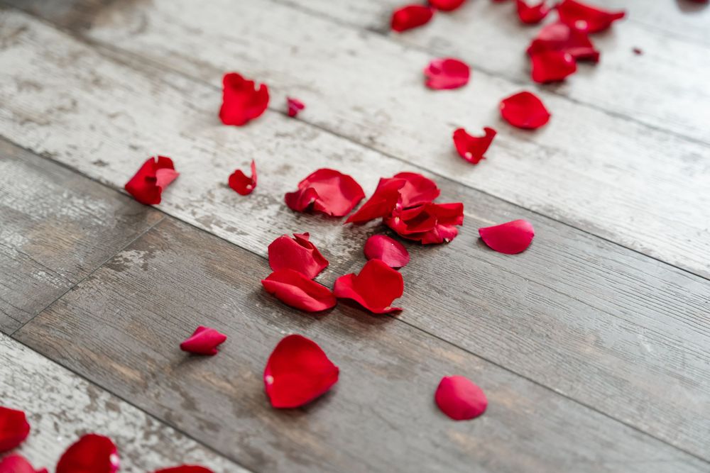 Scattered bright red rose petals on a rustic whitewashed wooden background create a romantic atmosphere.